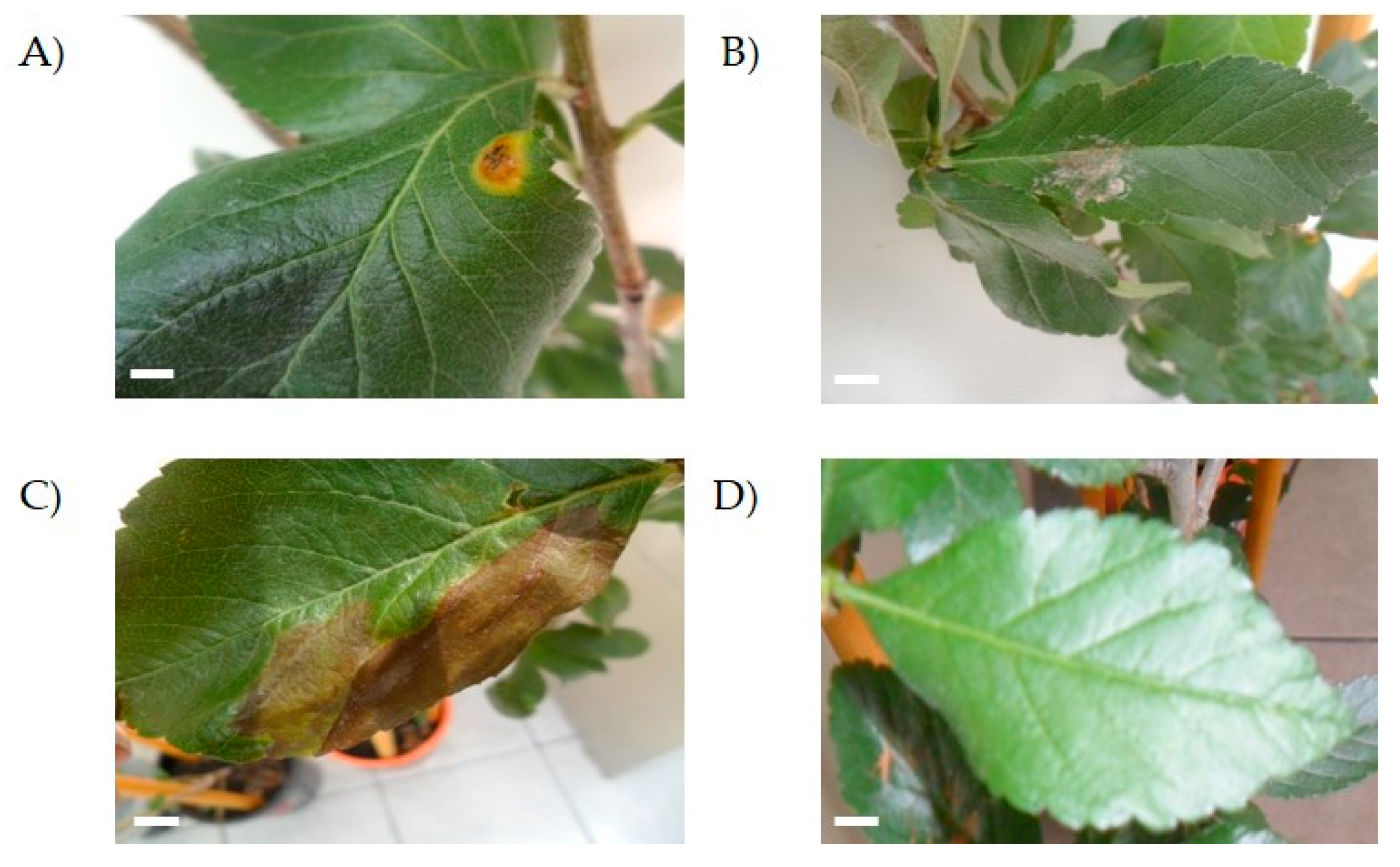 Microorganisms 08 00459 g004