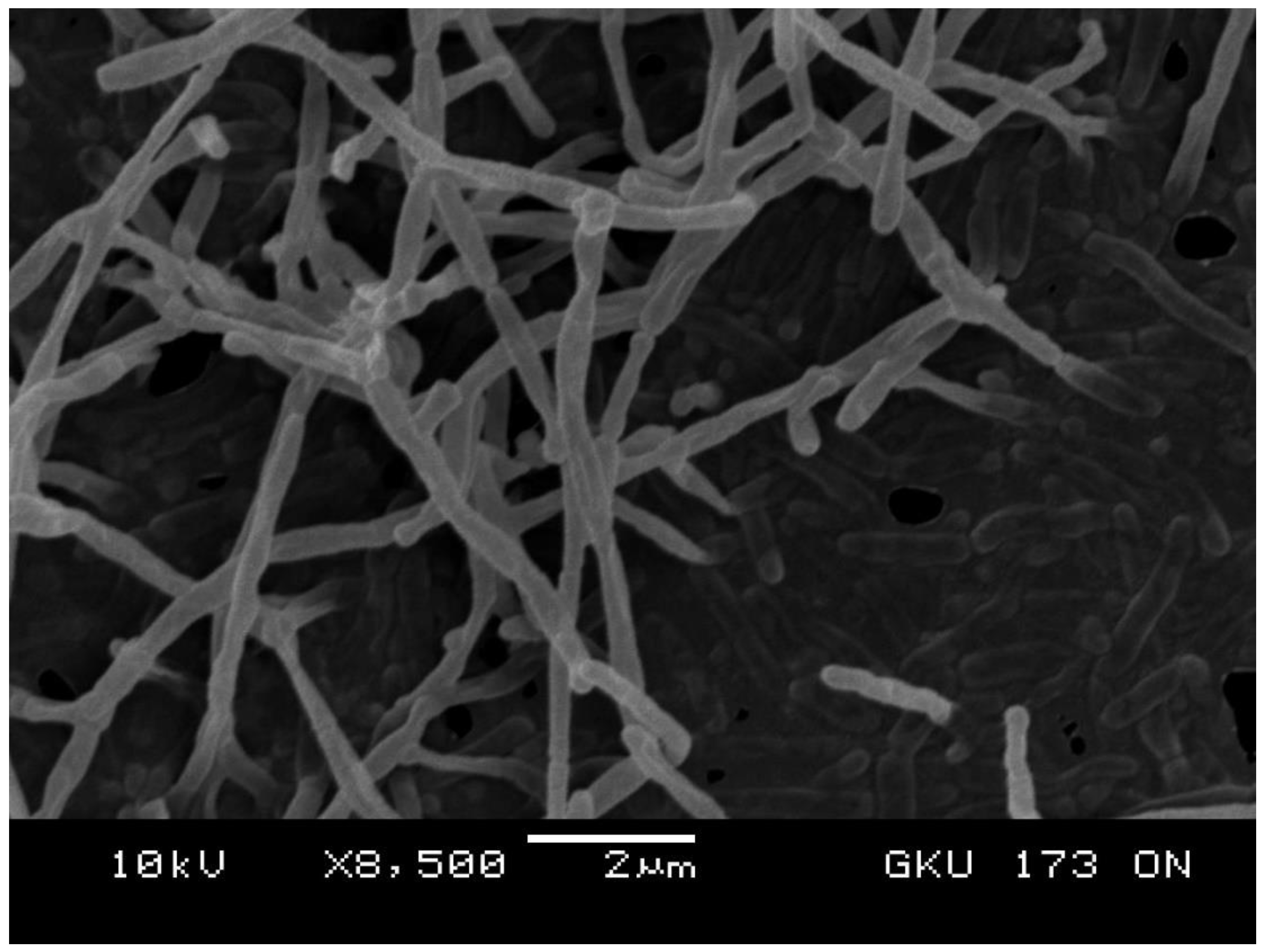 Microorganisms 08 00467 g001 Microorganisms 08 00467 g001