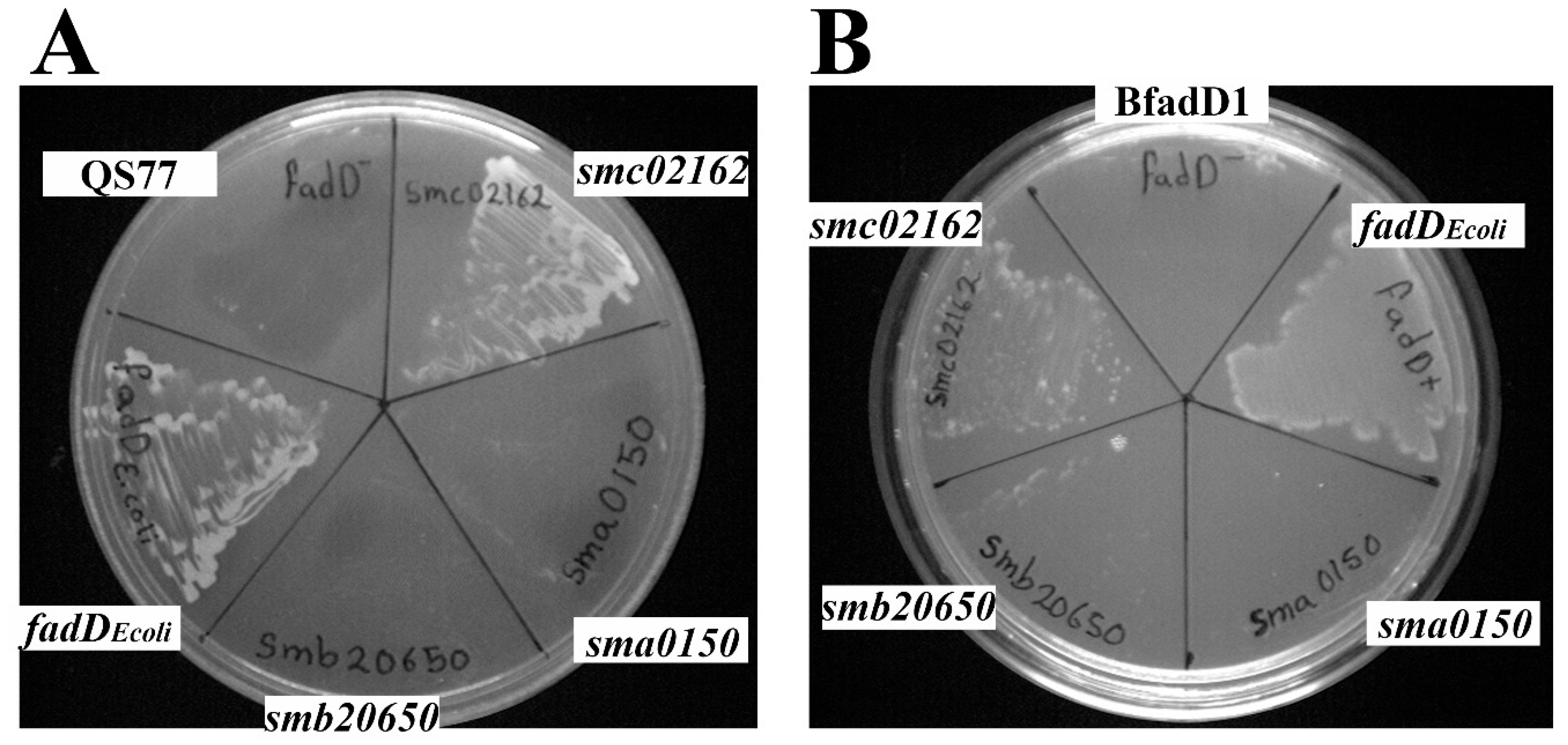Microorganisms 08 00470 g001 Microorganisms 08 00470 g001