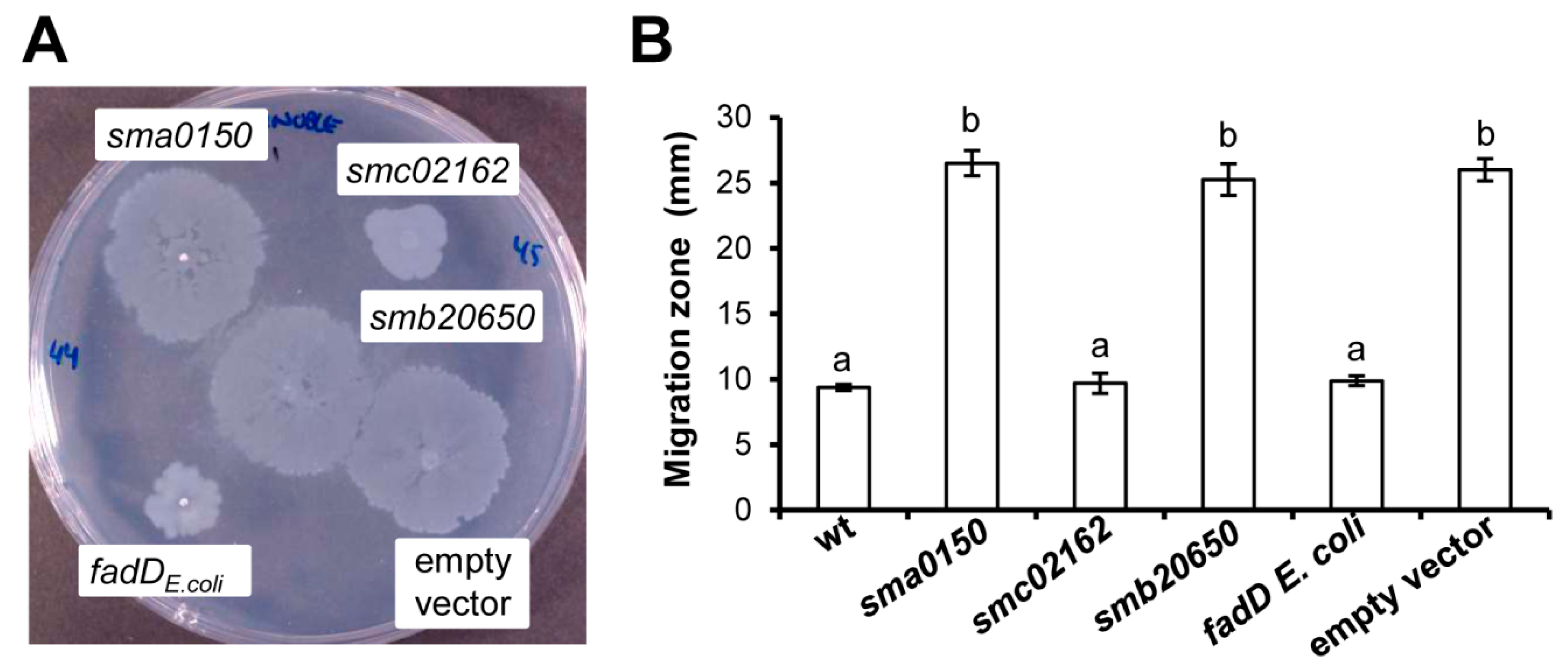 Microorganisms 08 00470 g004 Microorganisms 08 00470 g004