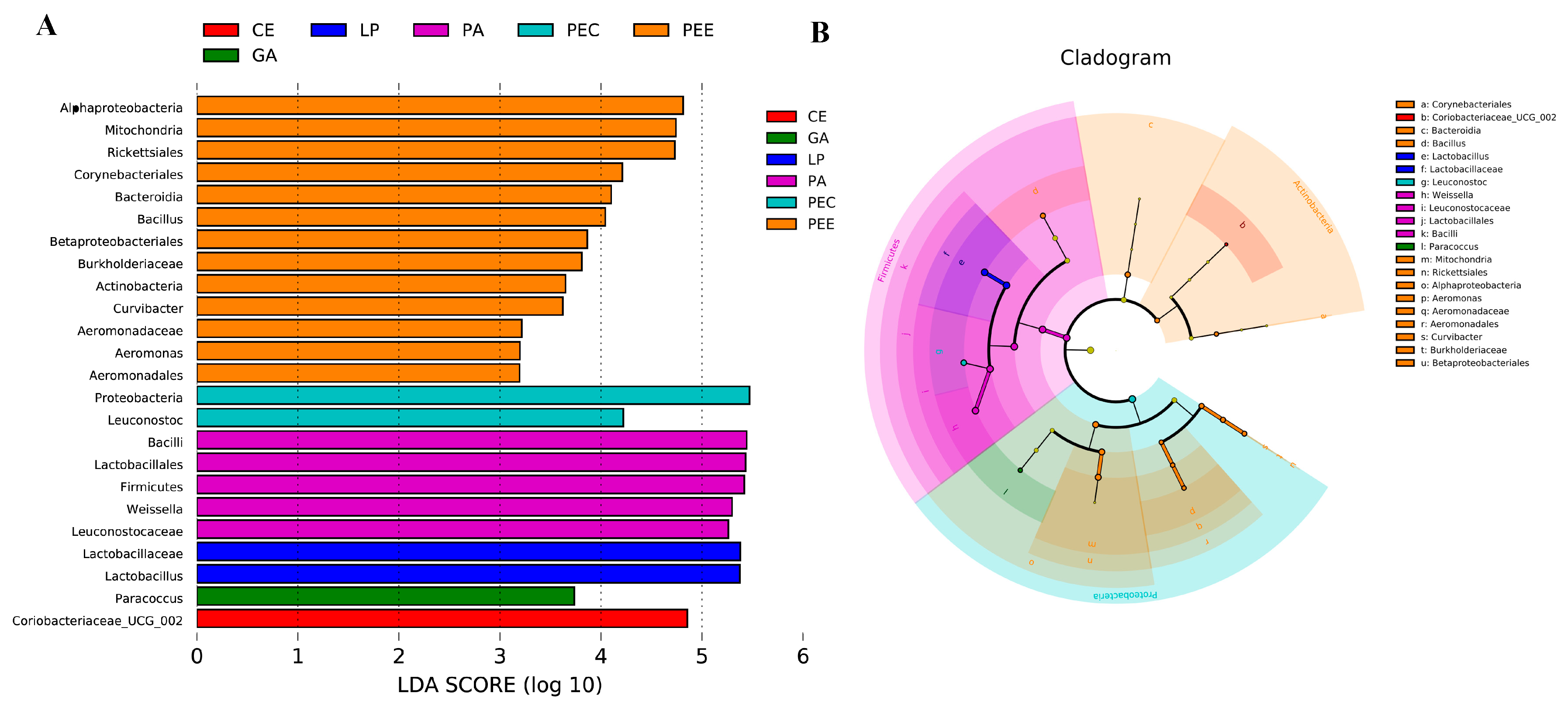 Microorganisms 08 00488 g004