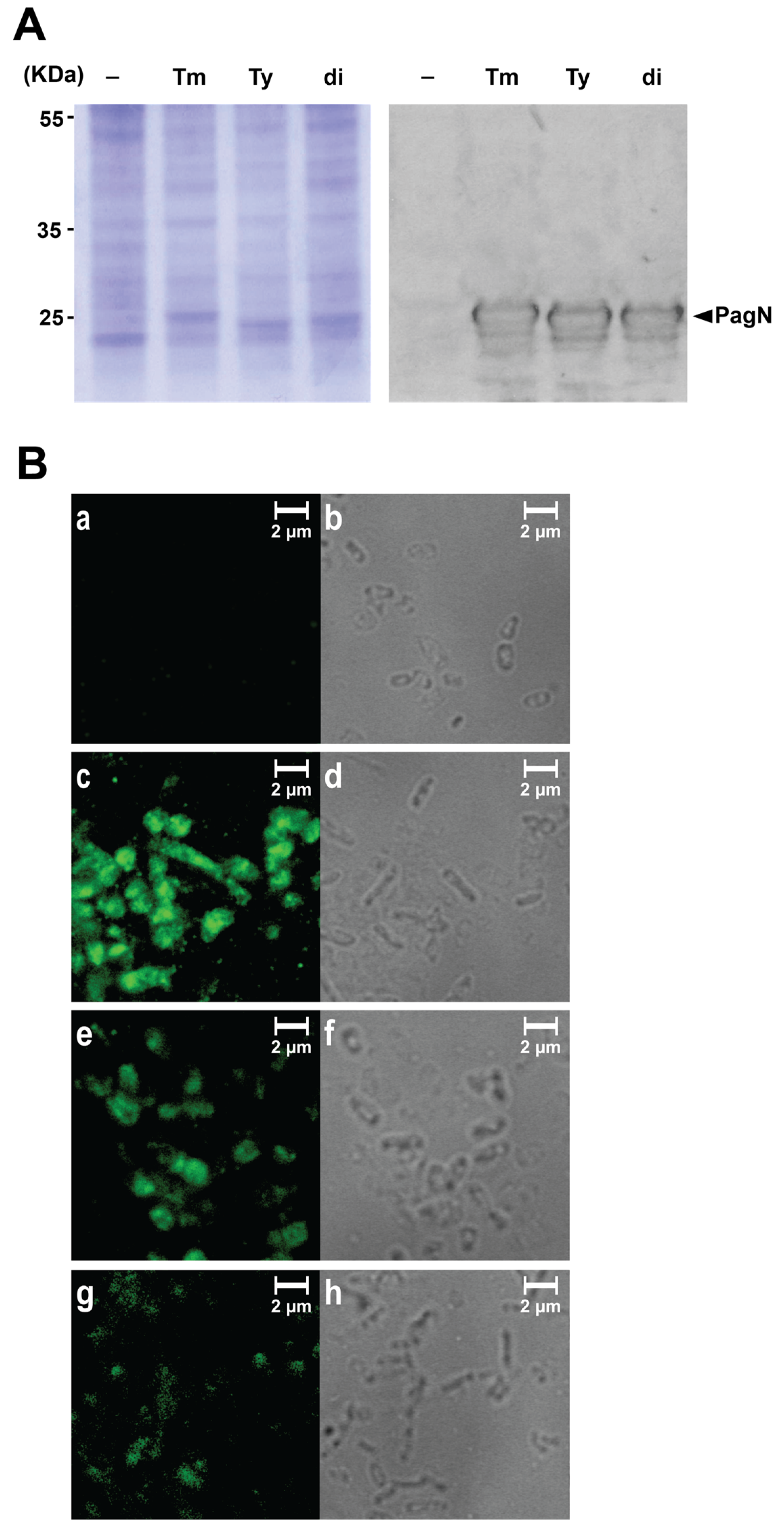 Microorganisms 08 00489 g002