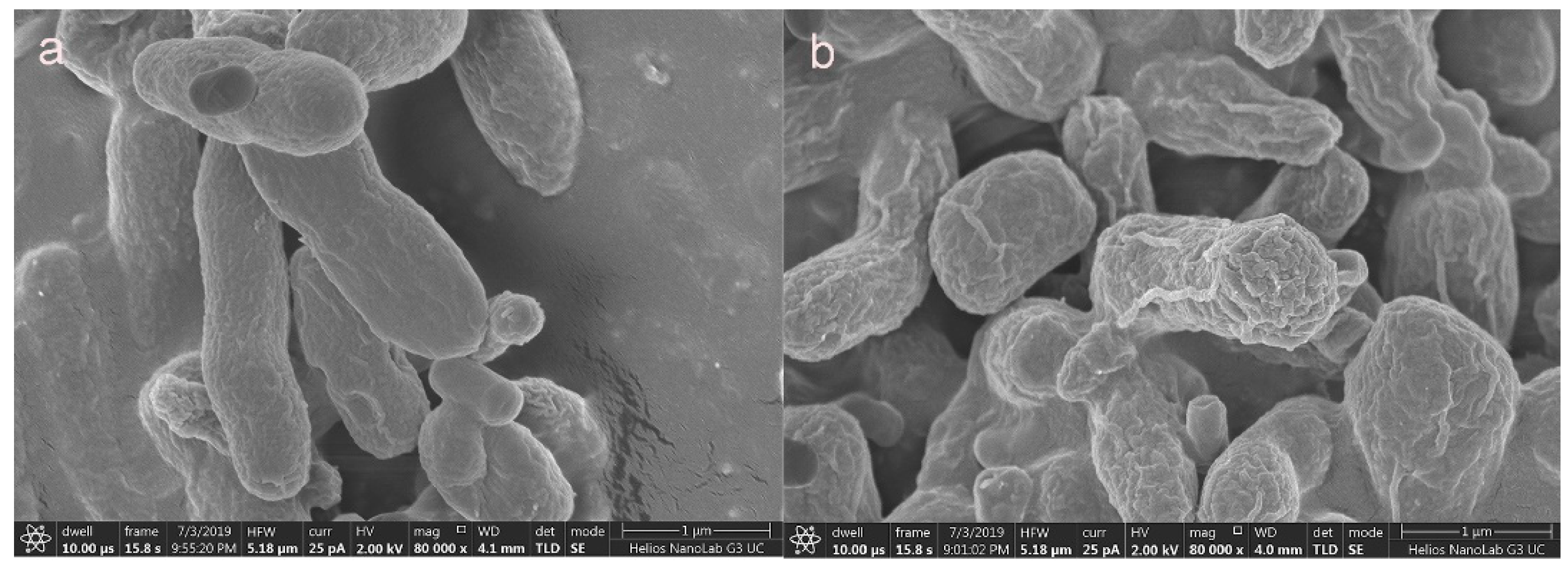 Microorganisms 08 00491 g006