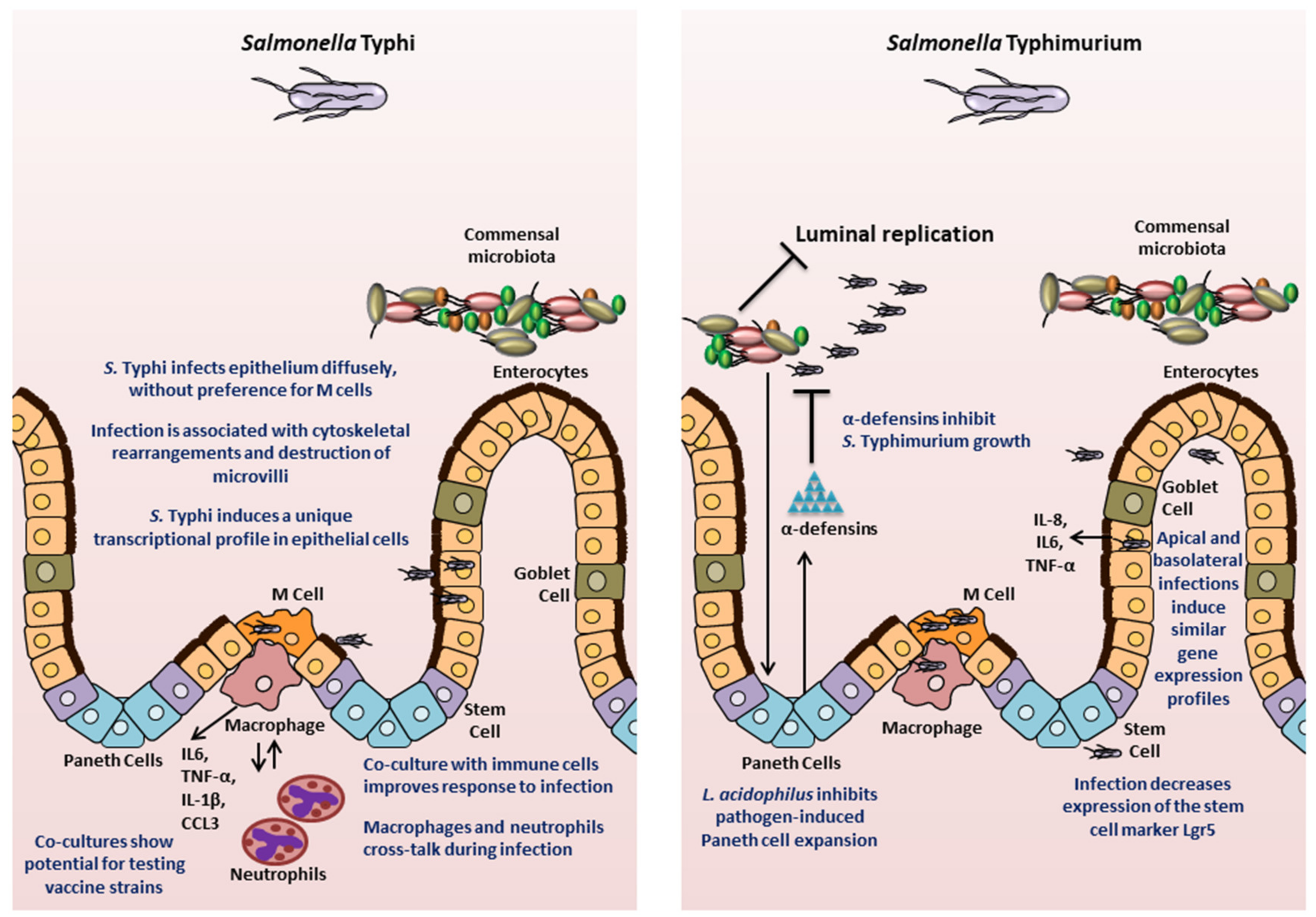 Microorganisms 08 00504 g003