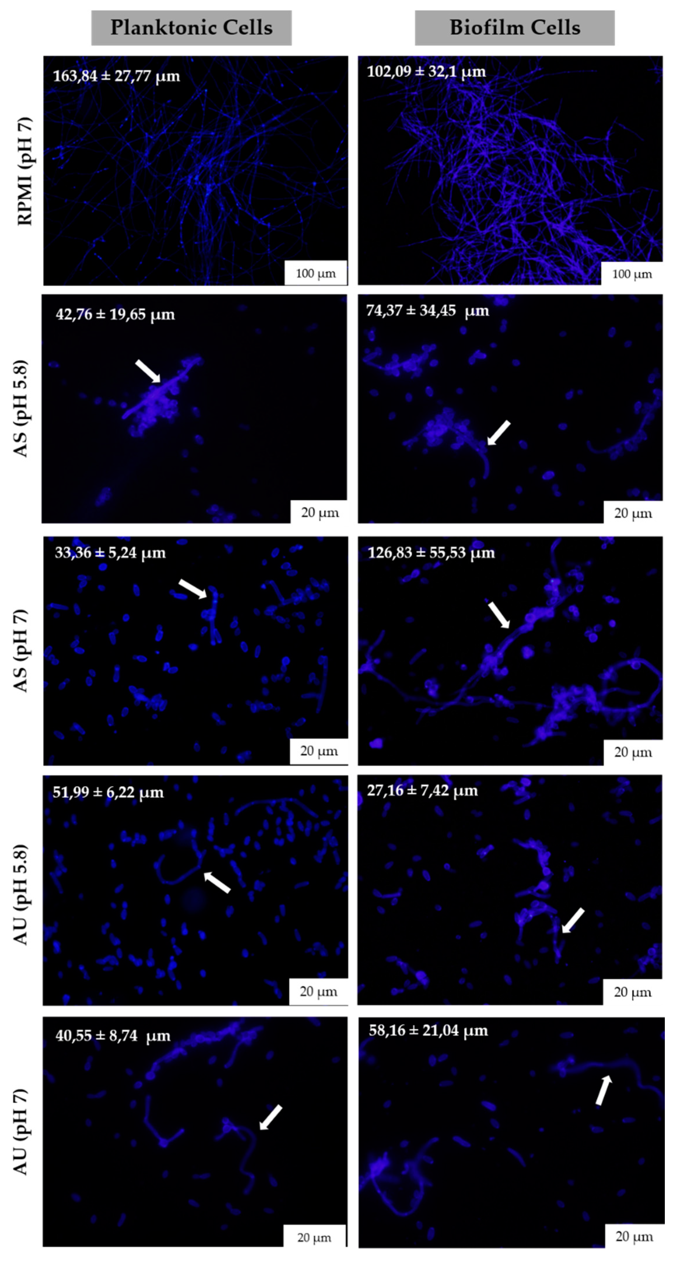 Microorganisms 08 00511 g004