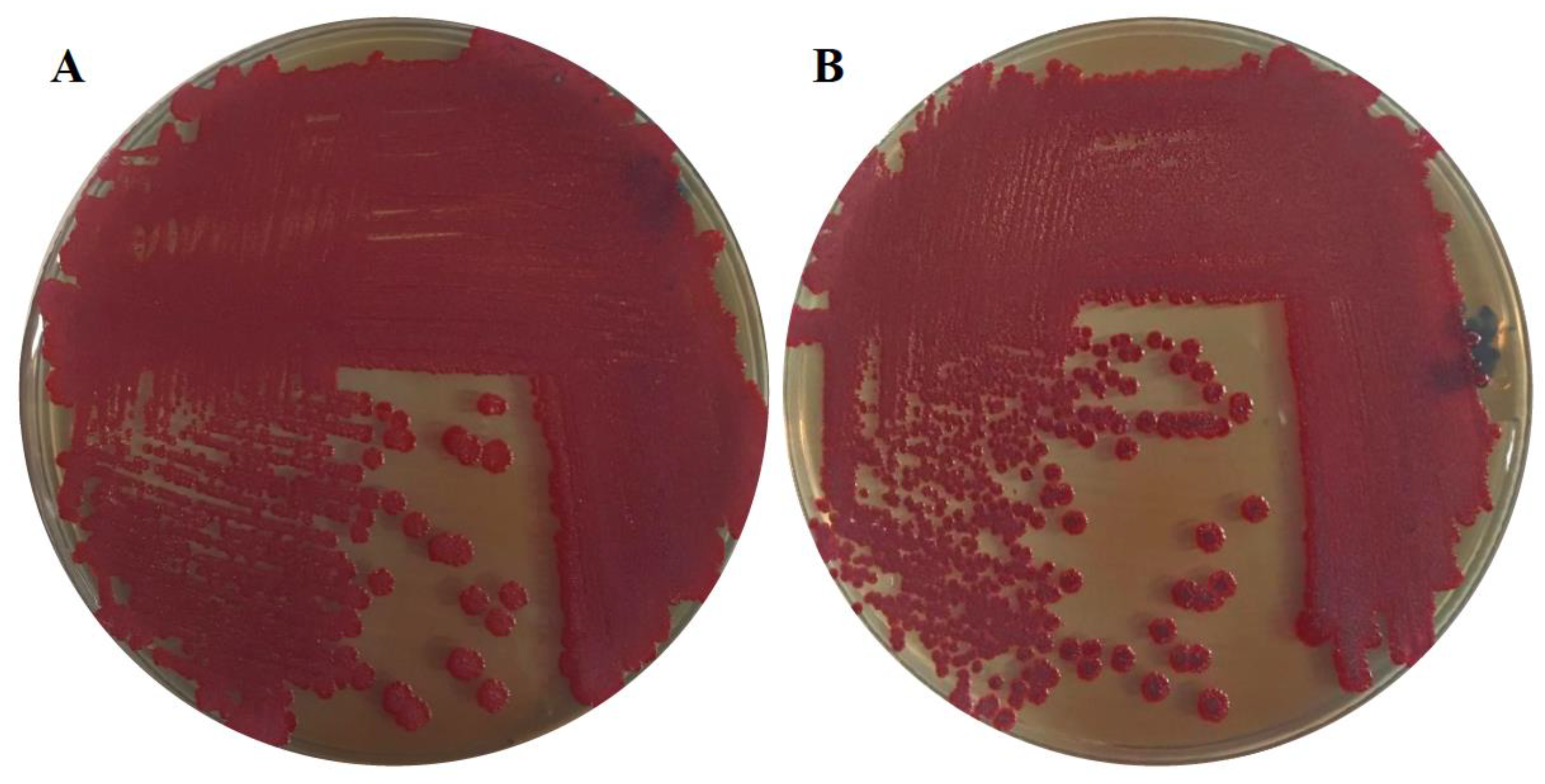 Microorganisms 08 00522 g002