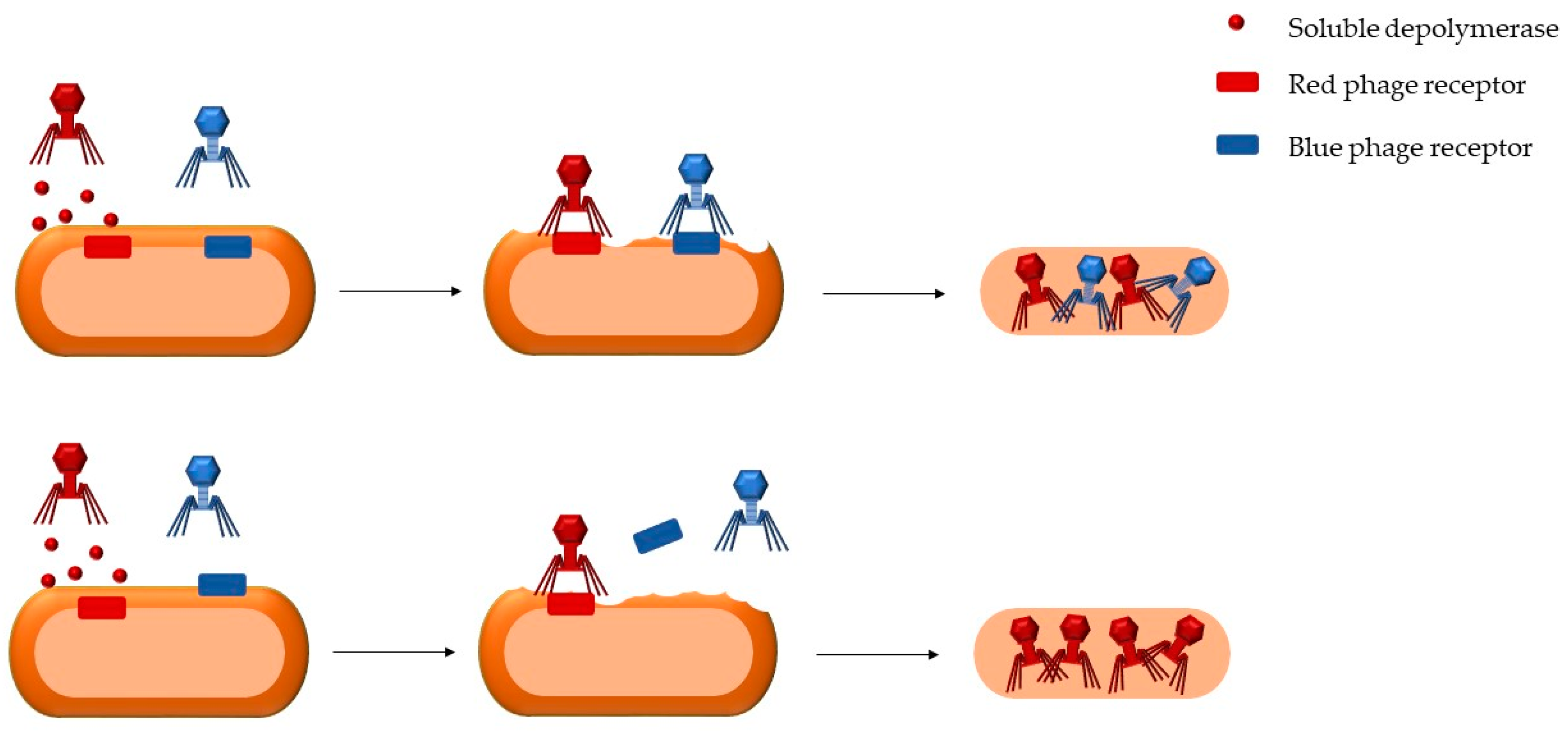 Microorganisms 08 00533 g003