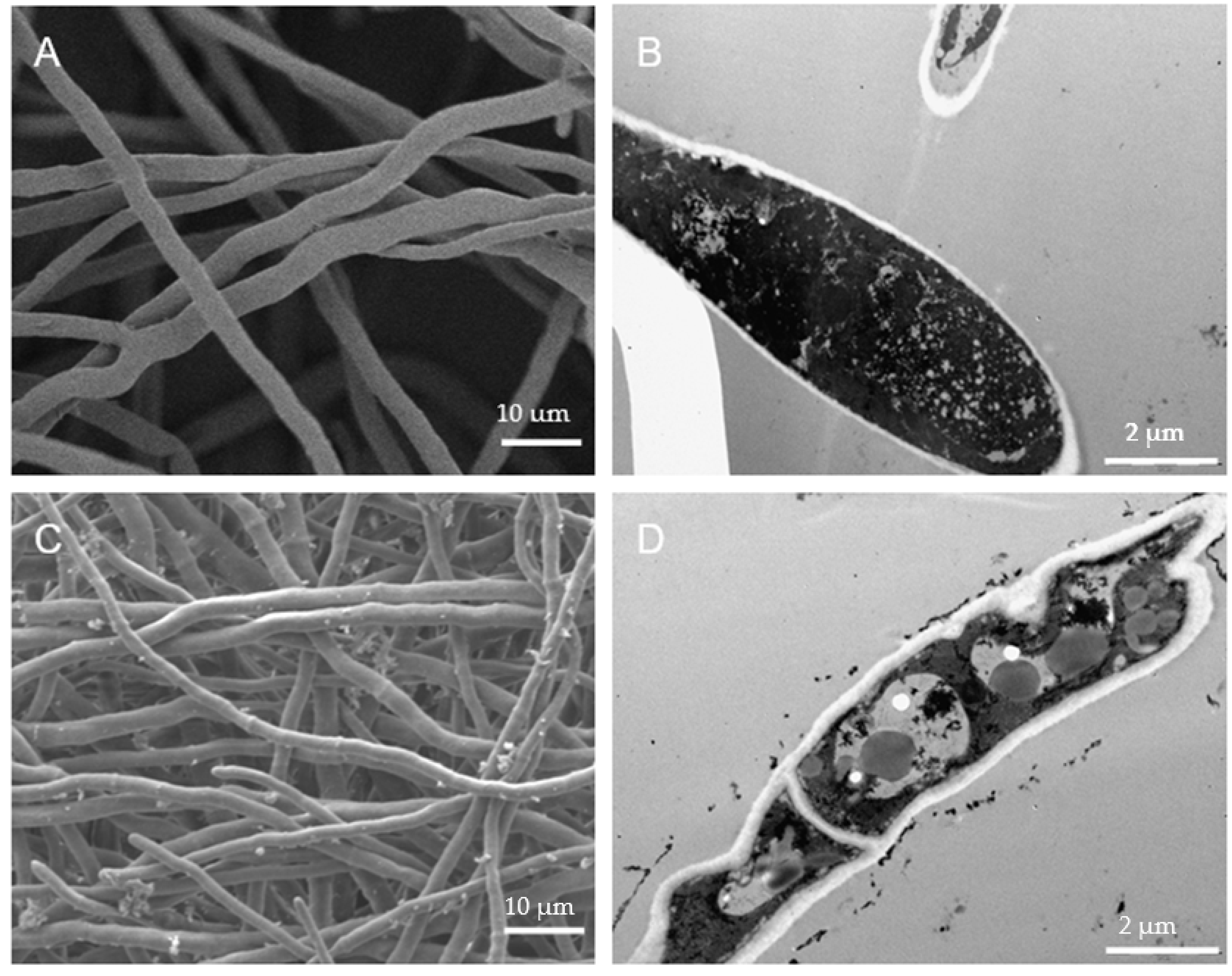 Microorganisms 08 00536 g004a