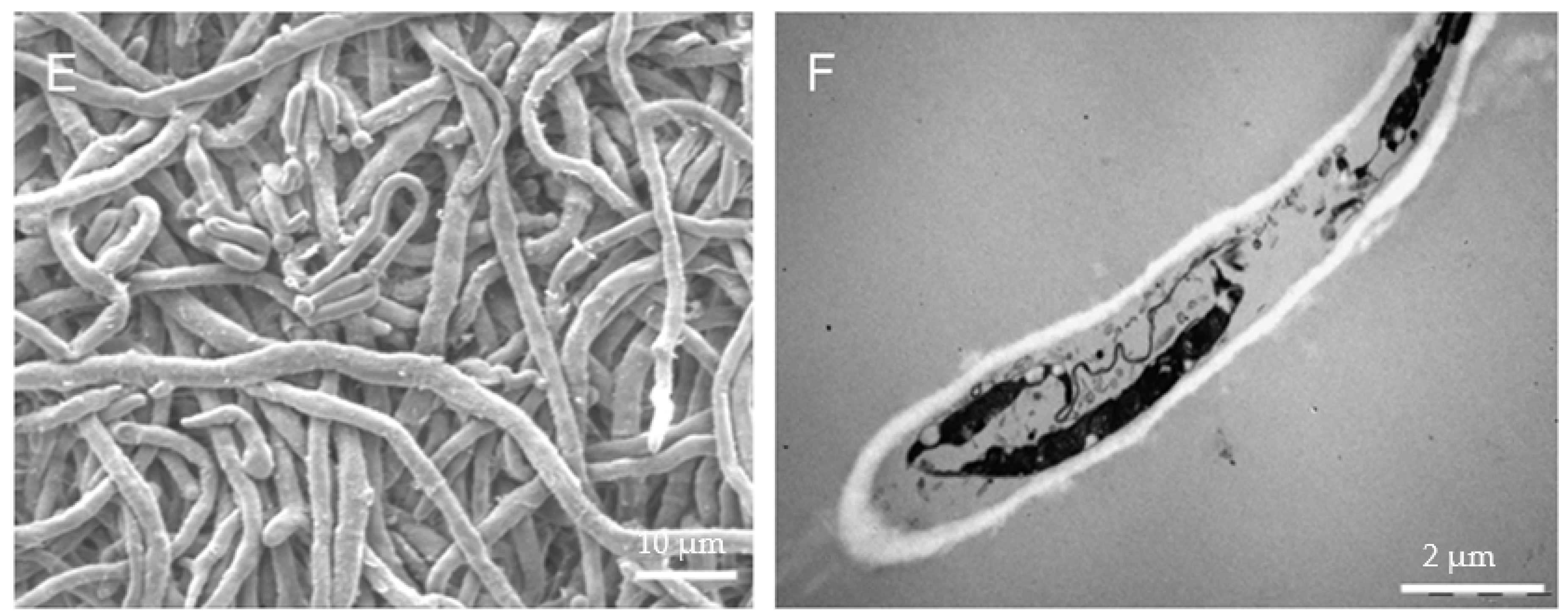 Microorganisms 08 00536 g004b