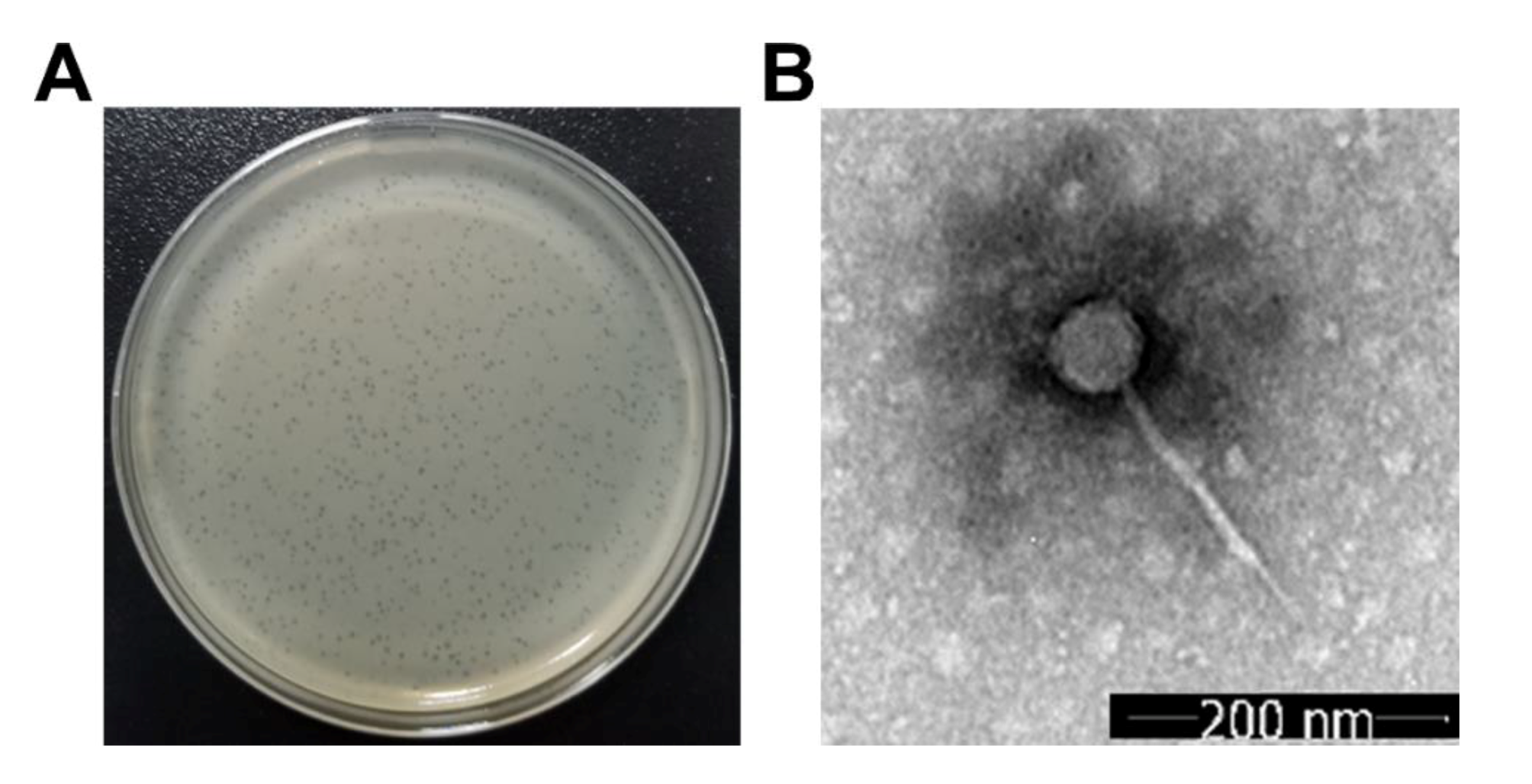 Microorganisms 08 00542 g001