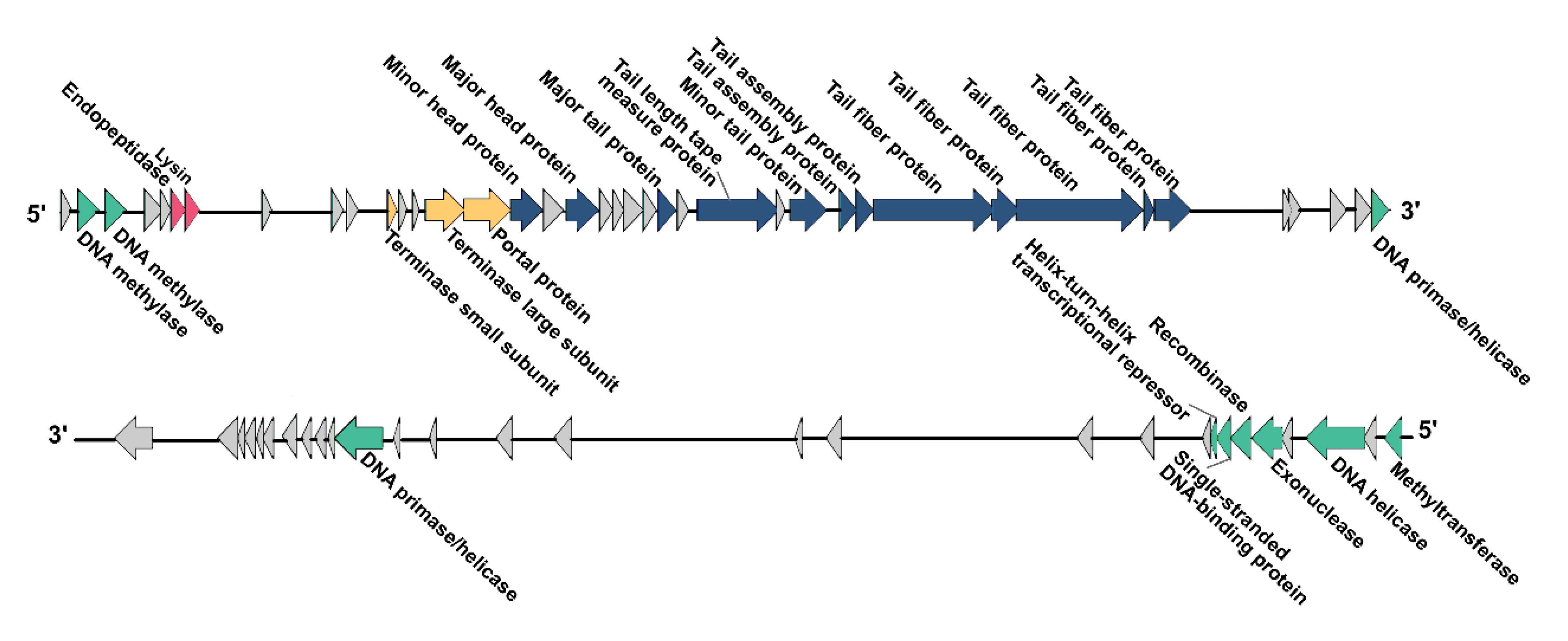 Microorganisms 08 00542 g003
