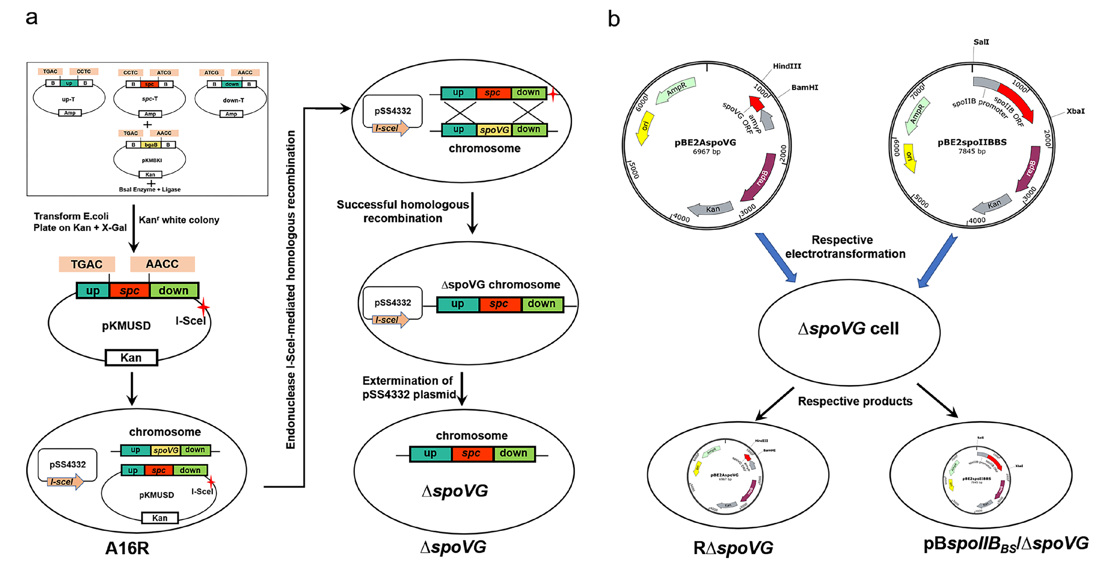 Microorganisms 08 00548 g001
