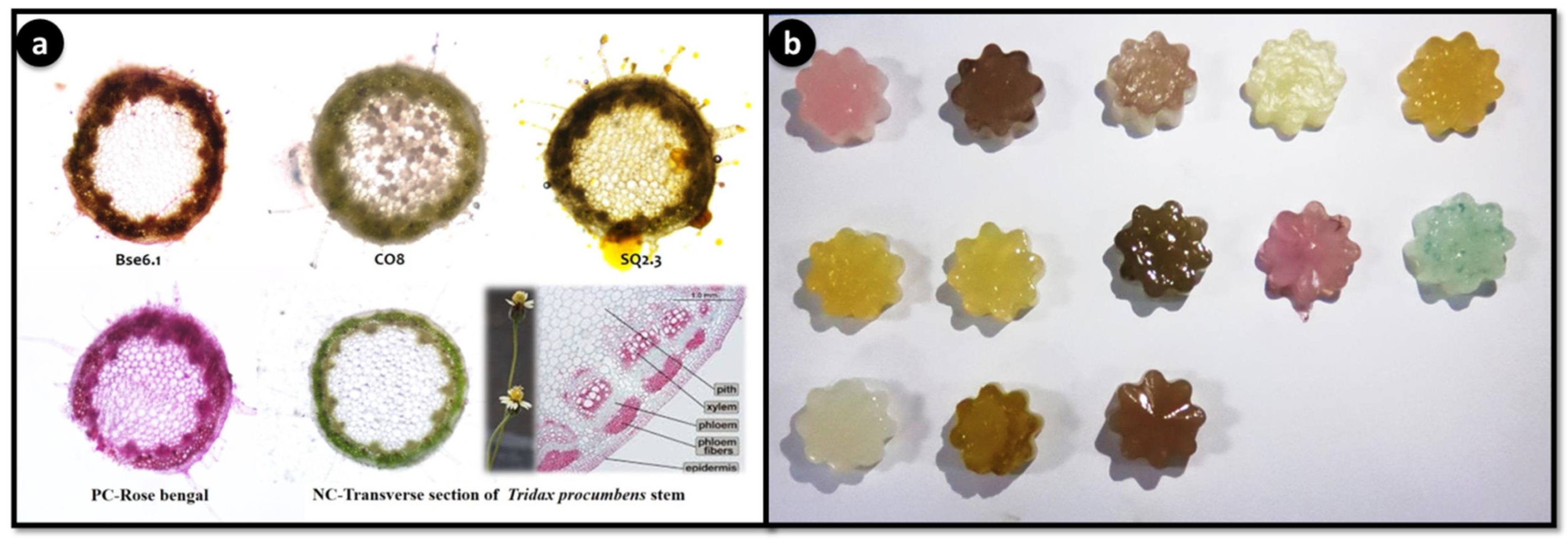 Microorganisms 08 00556 g009