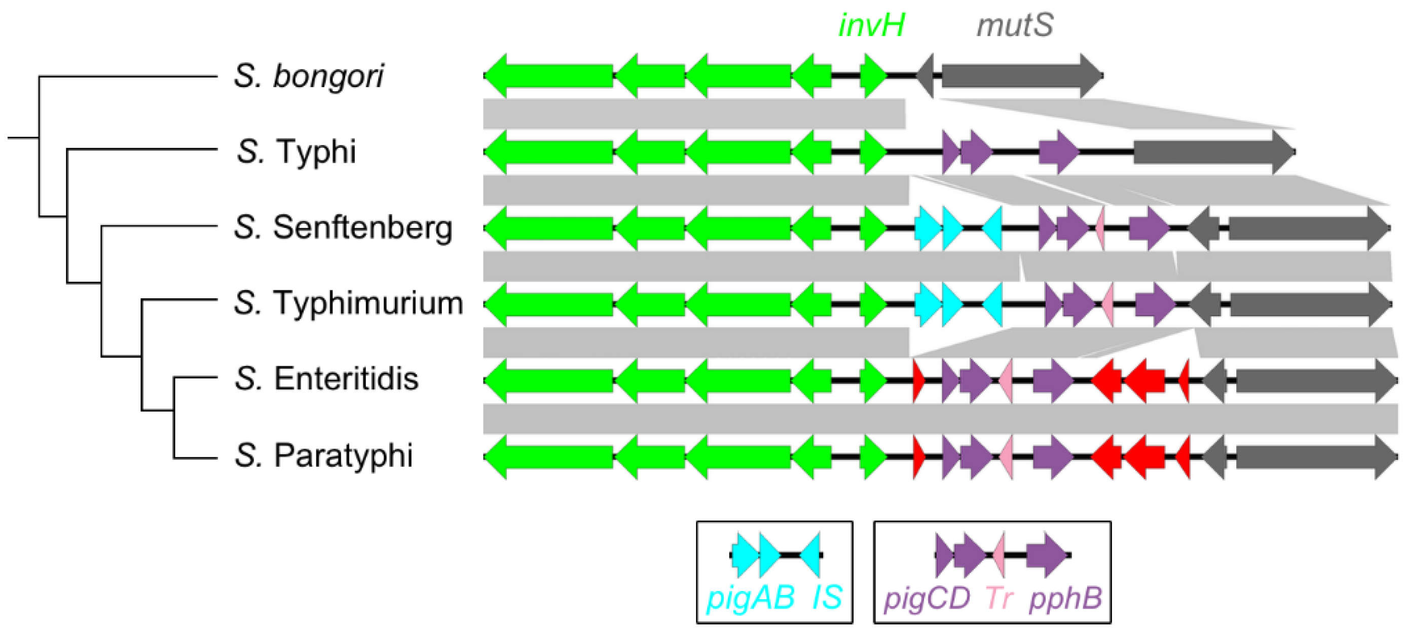 Microorganisms 08 00576 g003