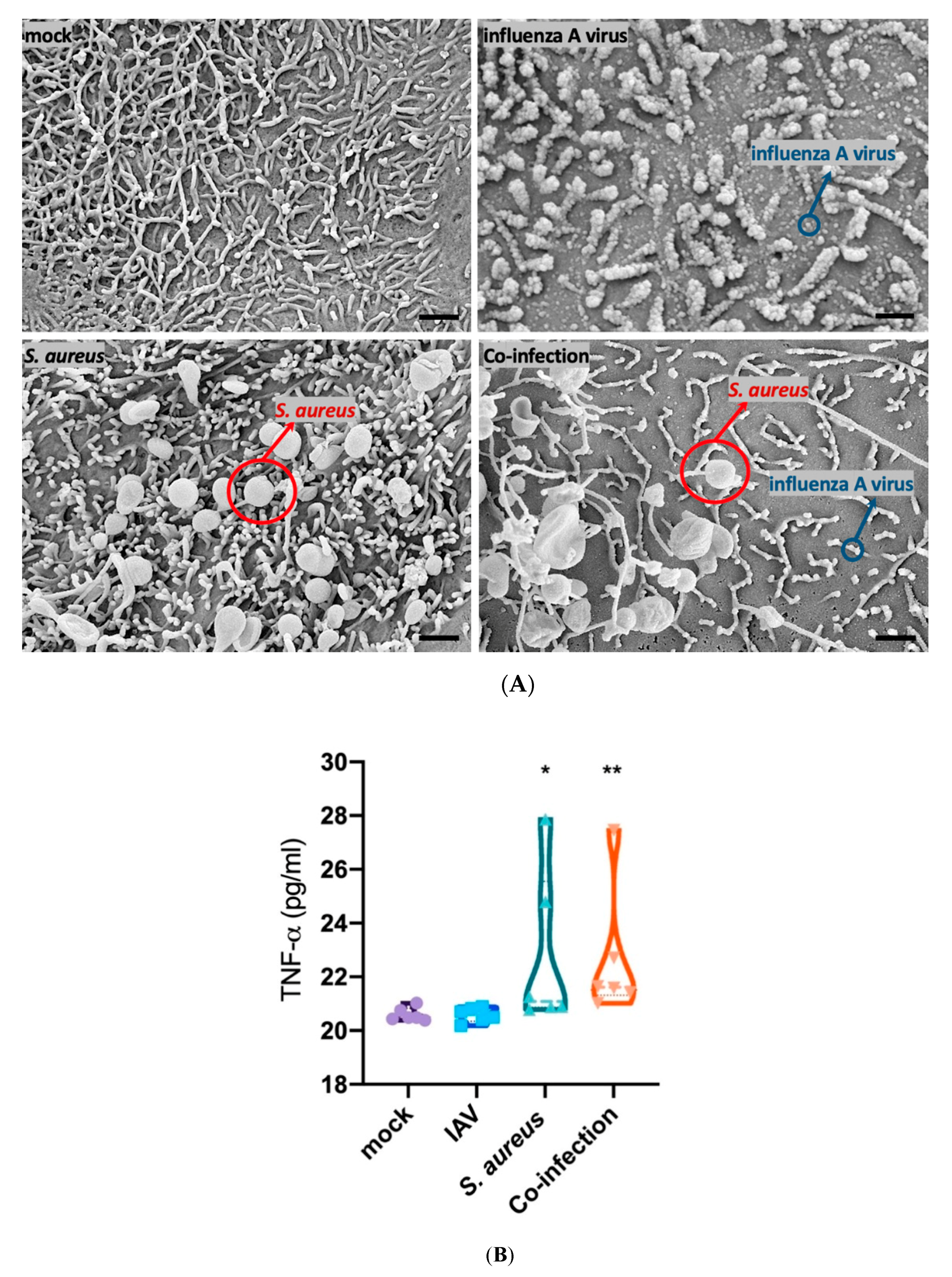 Microorganisms 08 00577 g004a