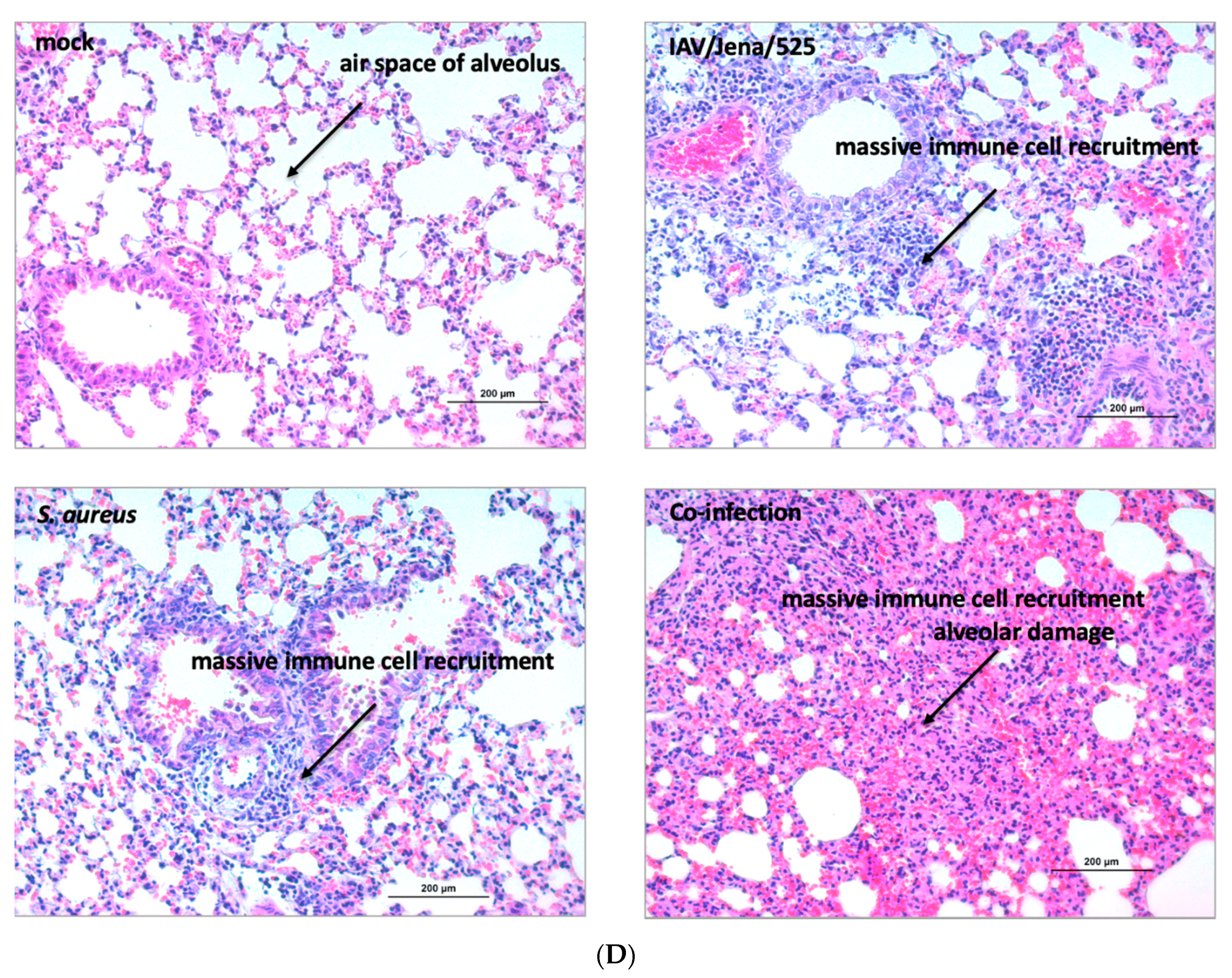 Microorganisms 08 00577 g005b