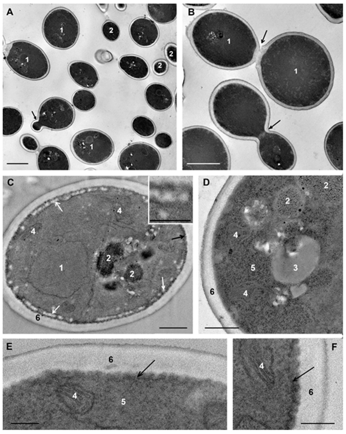 Microorganisms 08 00582 g002 Microorganisms 08 00582 g002