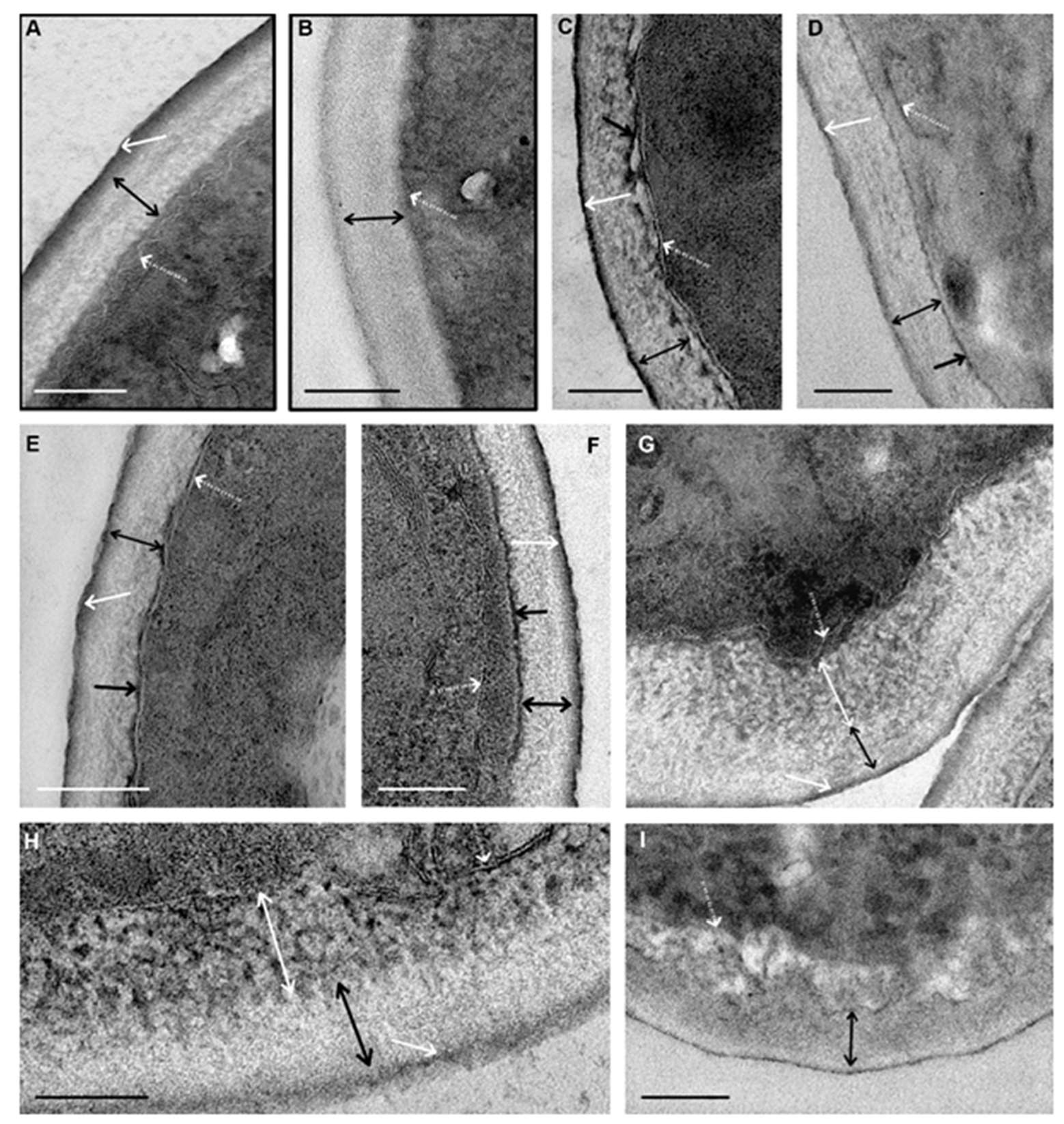 Microorganisms 08 00582 g004 Microorganisms 08 00582 g004