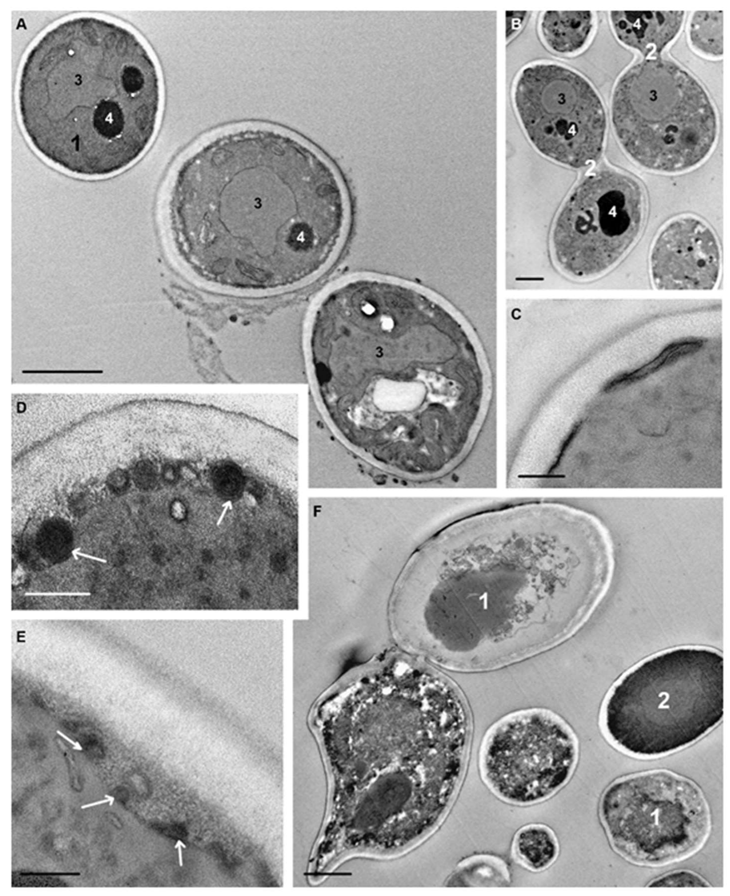 Microorganisms 08 00582 g008 Microorganisms 08 00582 g008