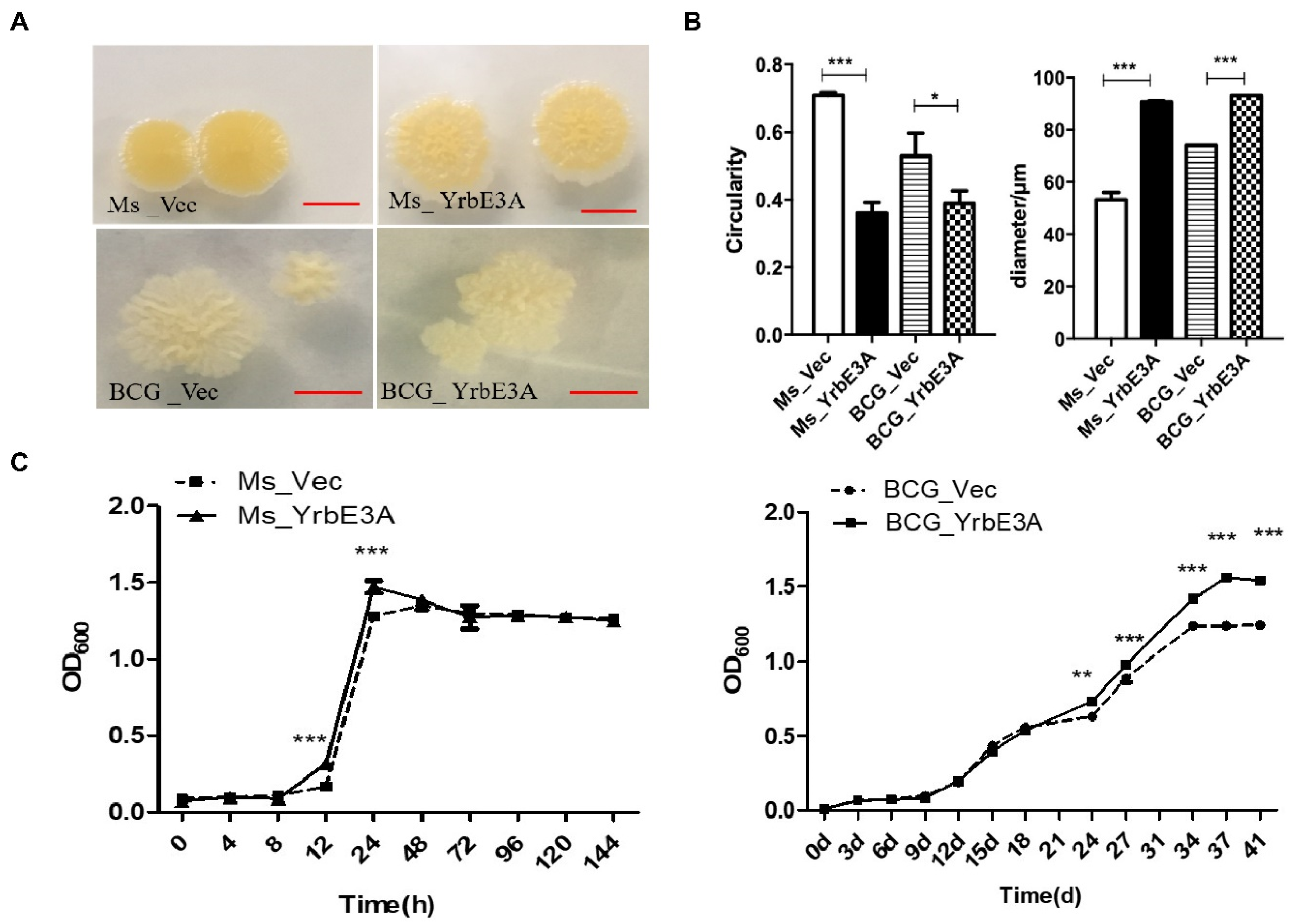 Microorganisms 08 00584 g001 Microorganisms 08 00584 g001
