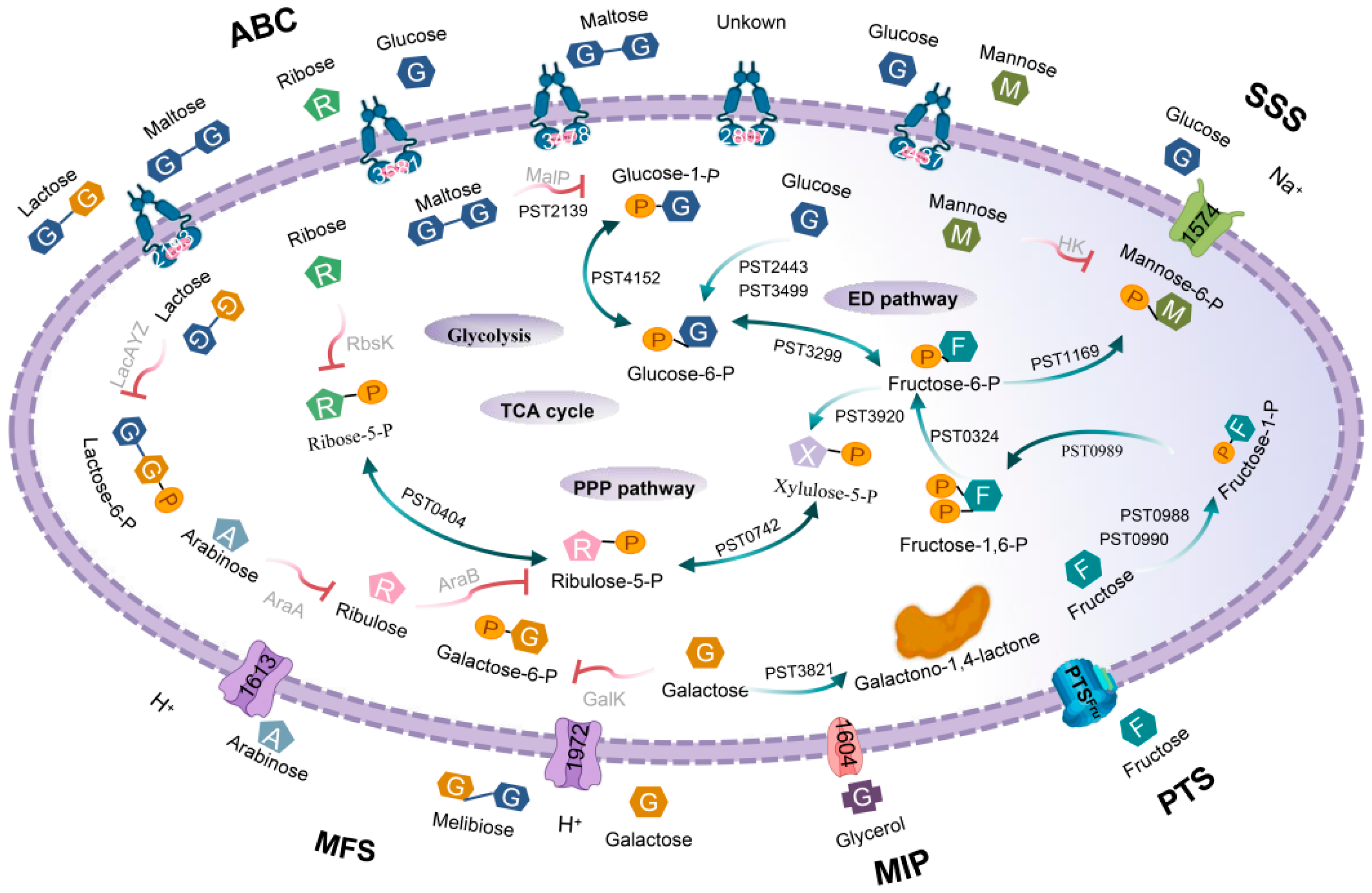 Microorganisms 08 00592 g002