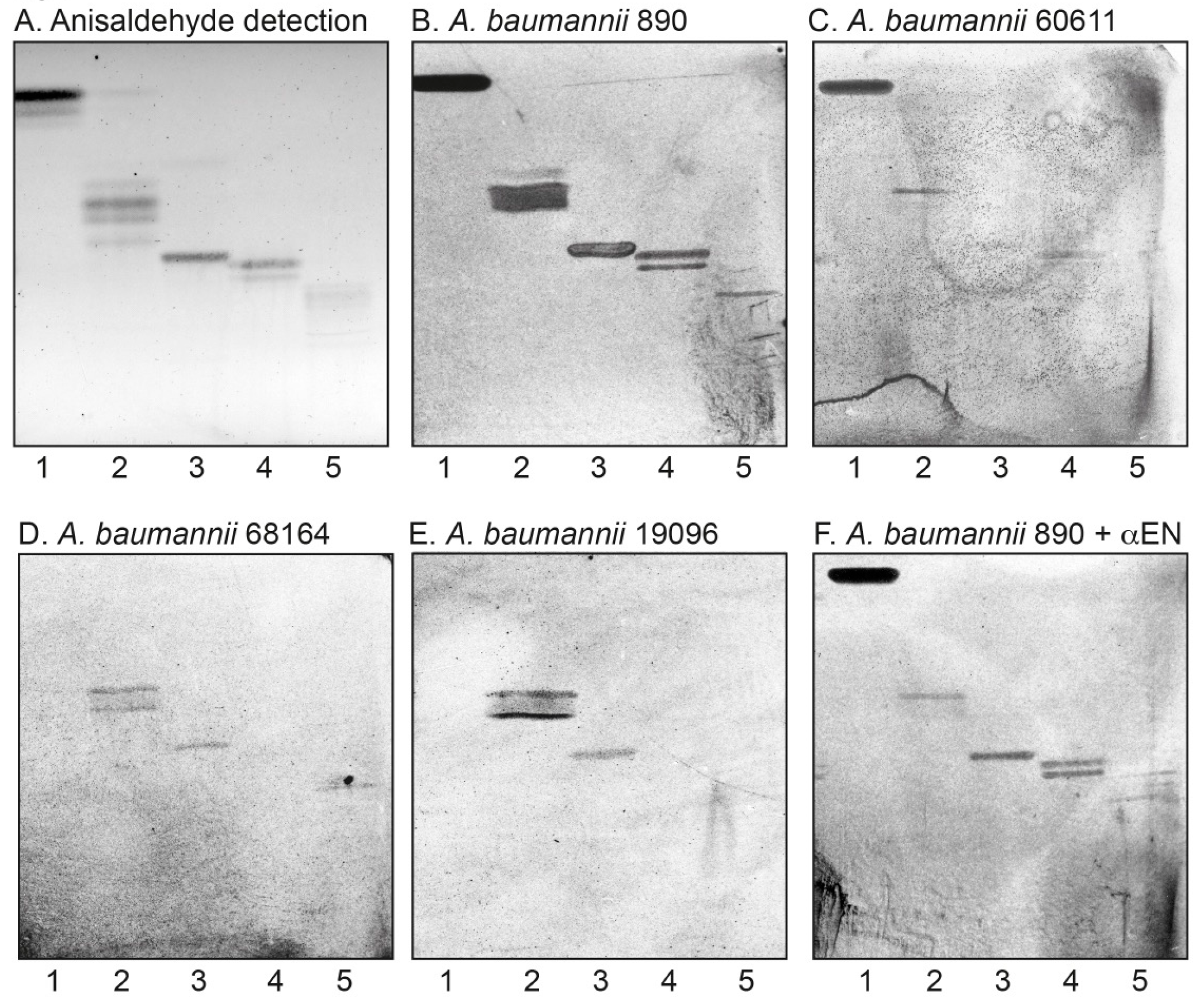 Microorganisms 08 00612 g005