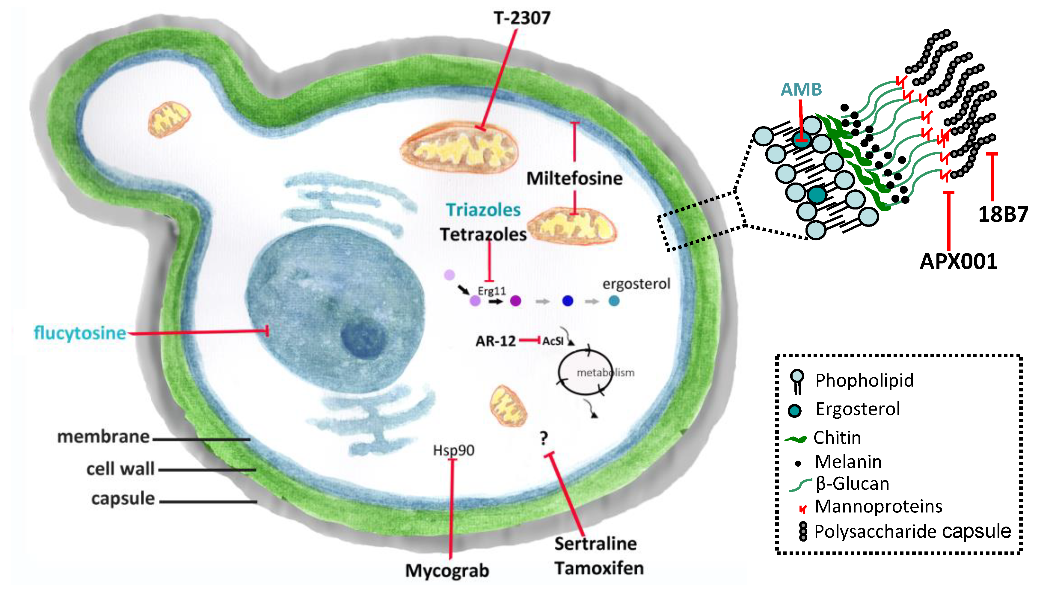 Microorganisms 08 00613 g001 Microorganisms 08 00613 g001