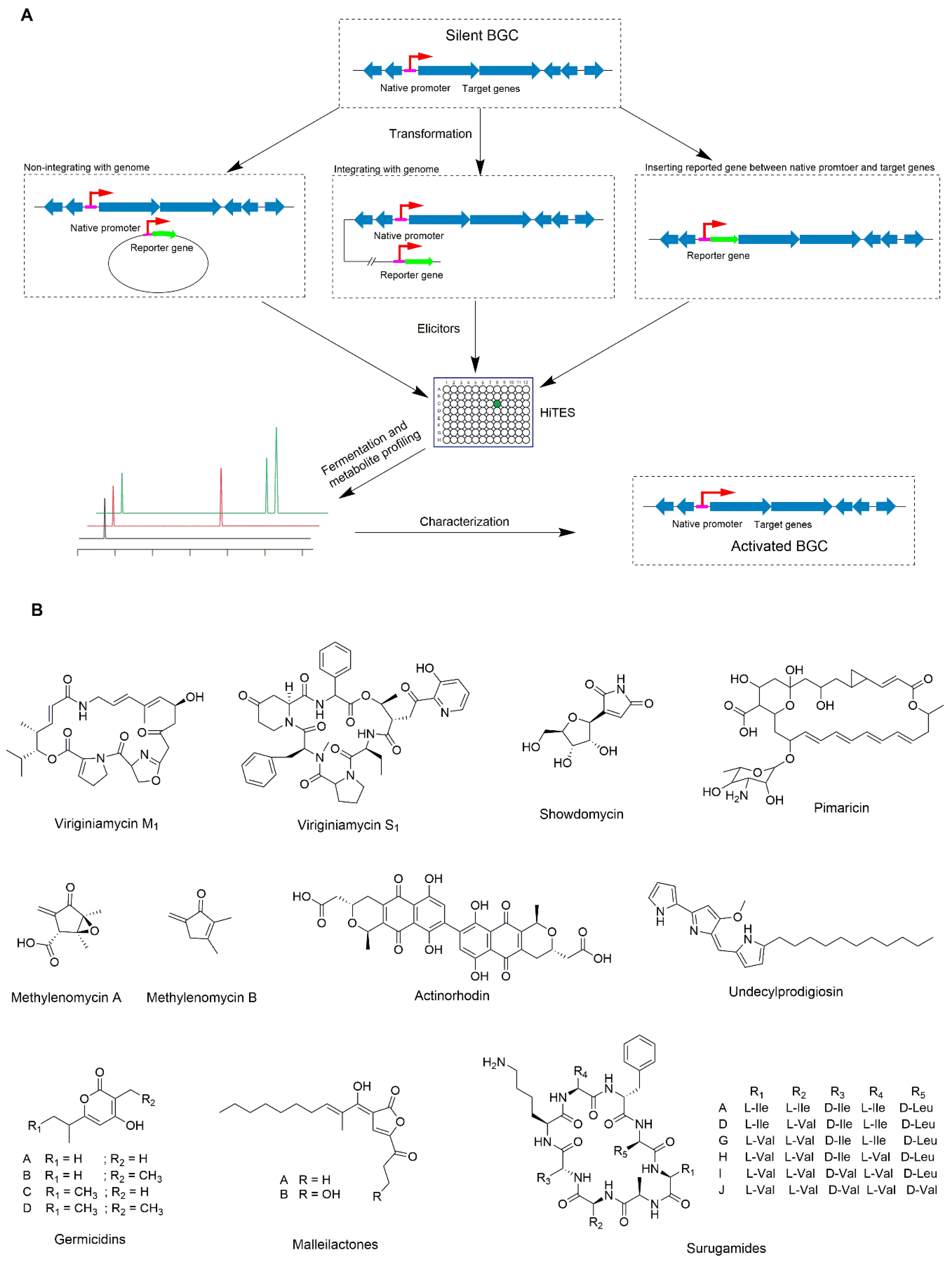 Microorganisms 08 00616 g001