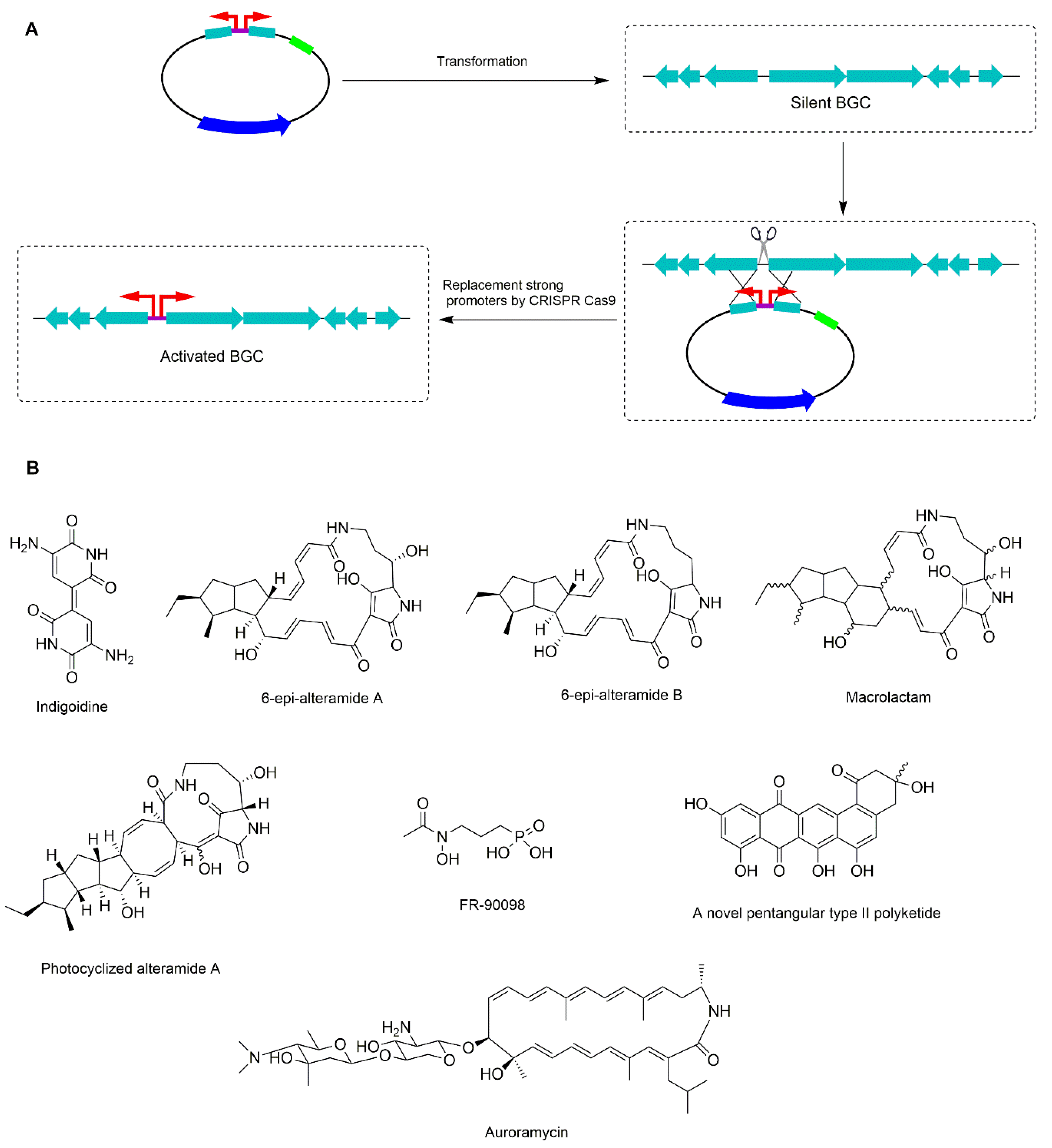 Microorganisms 08 00616 g003