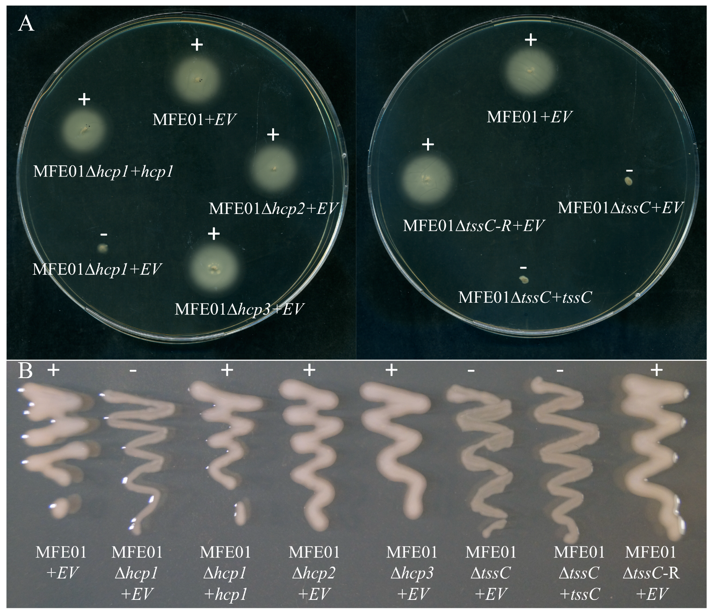 Microorganisms 08 00622 g001