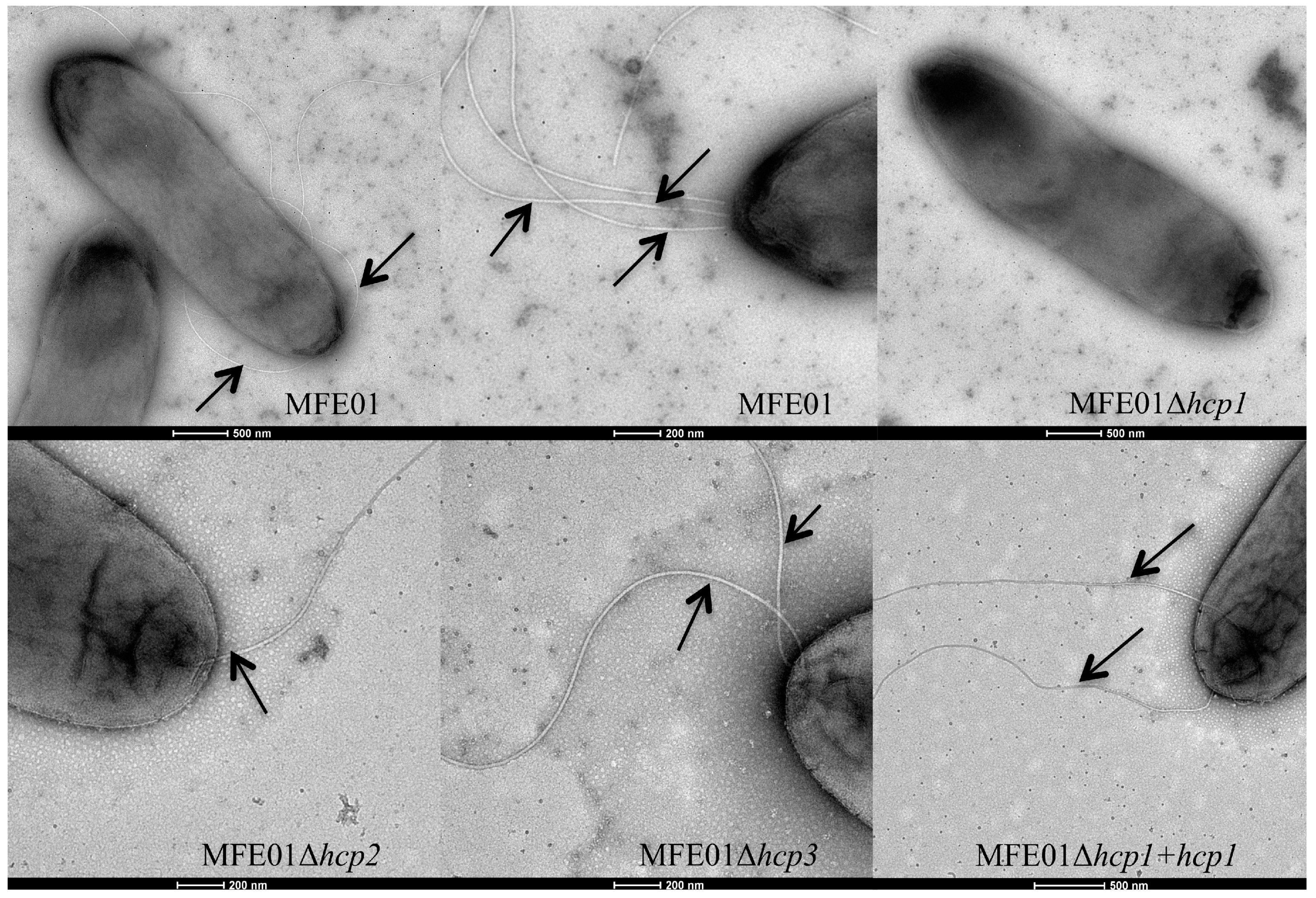 Microorganisms 08 00622 g002