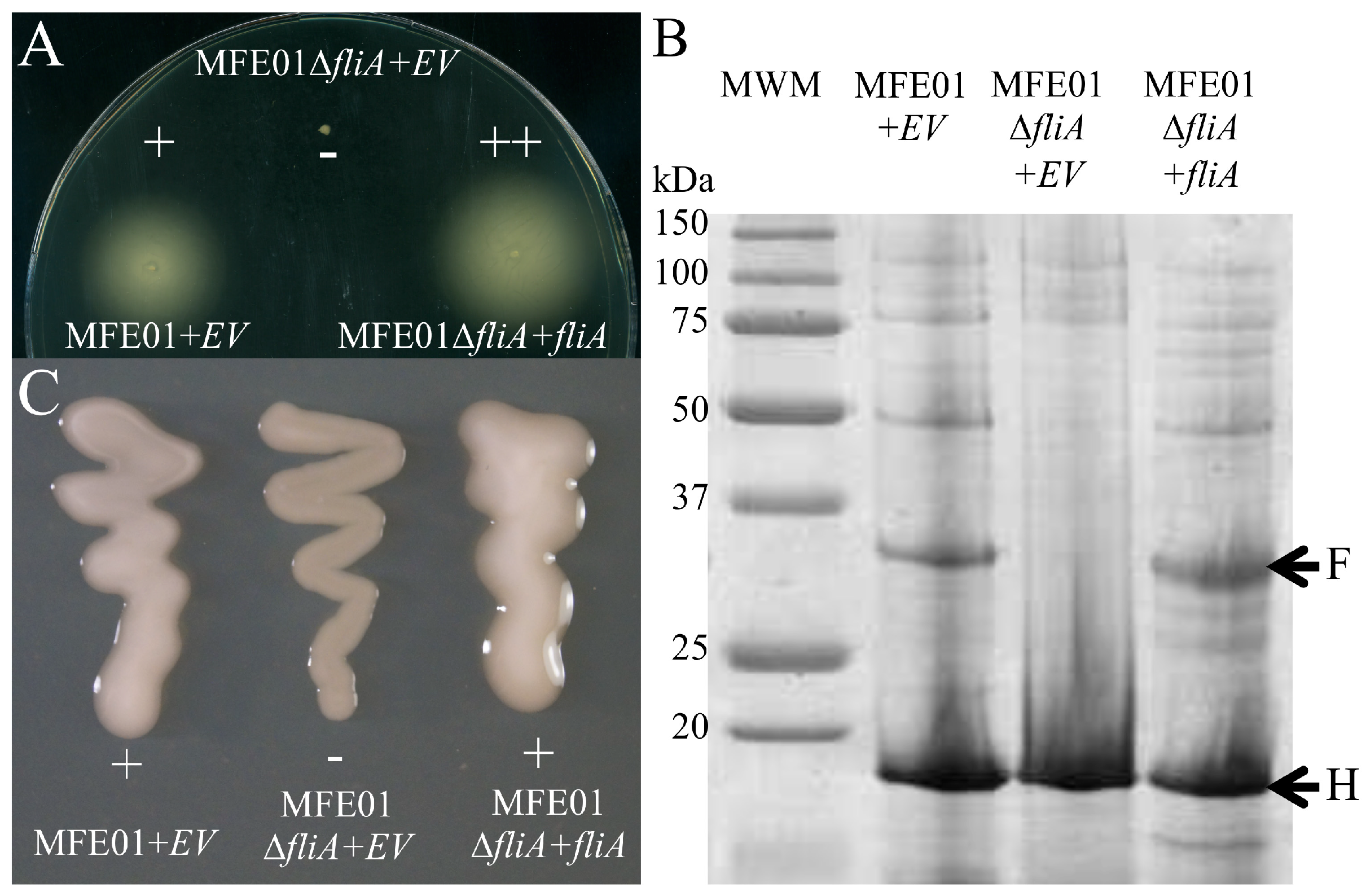 Microorganisms 08 00622 g003