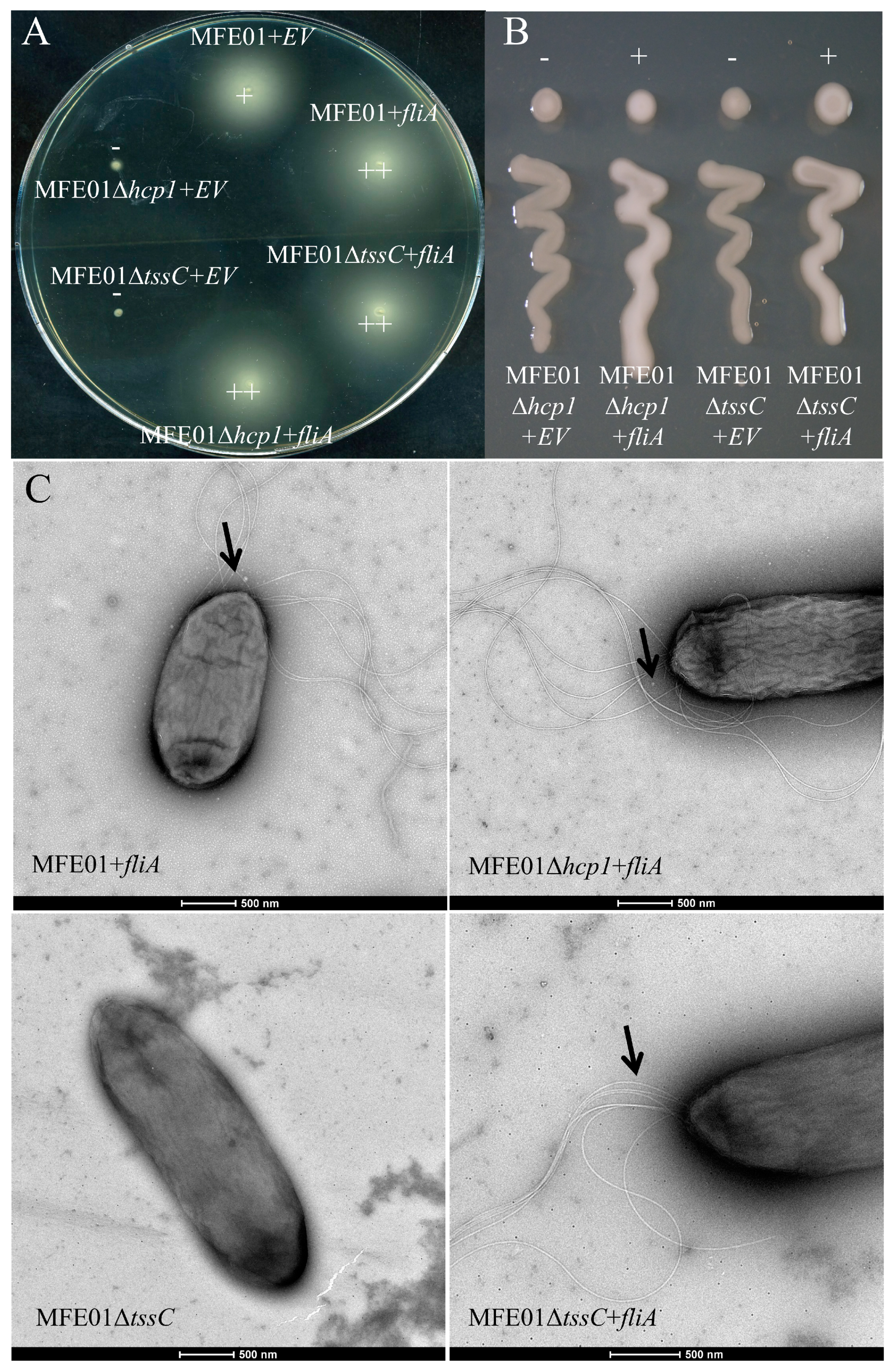 Microorganisms 08 00622 g005