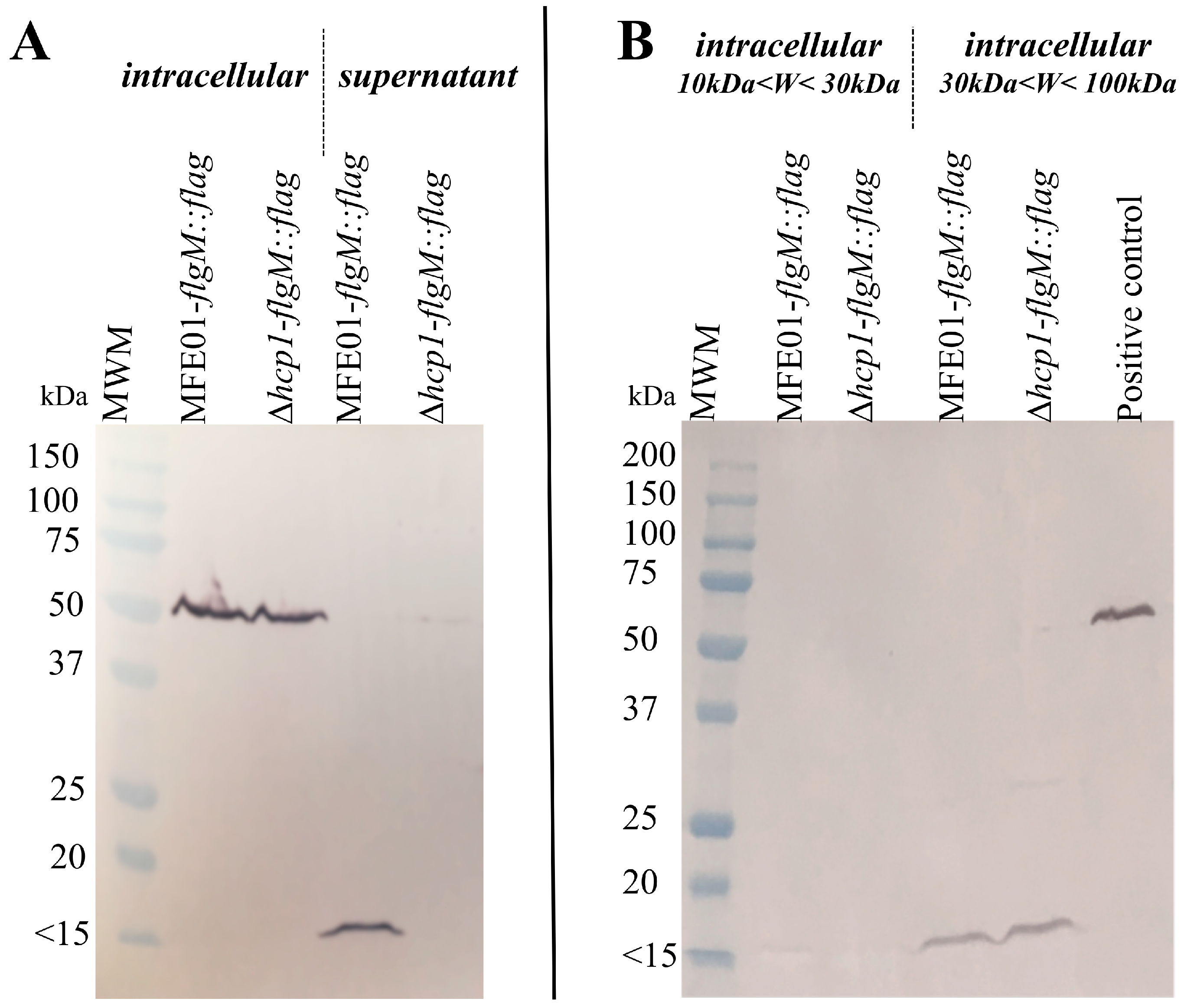 Microorganisms 08 00622 g007