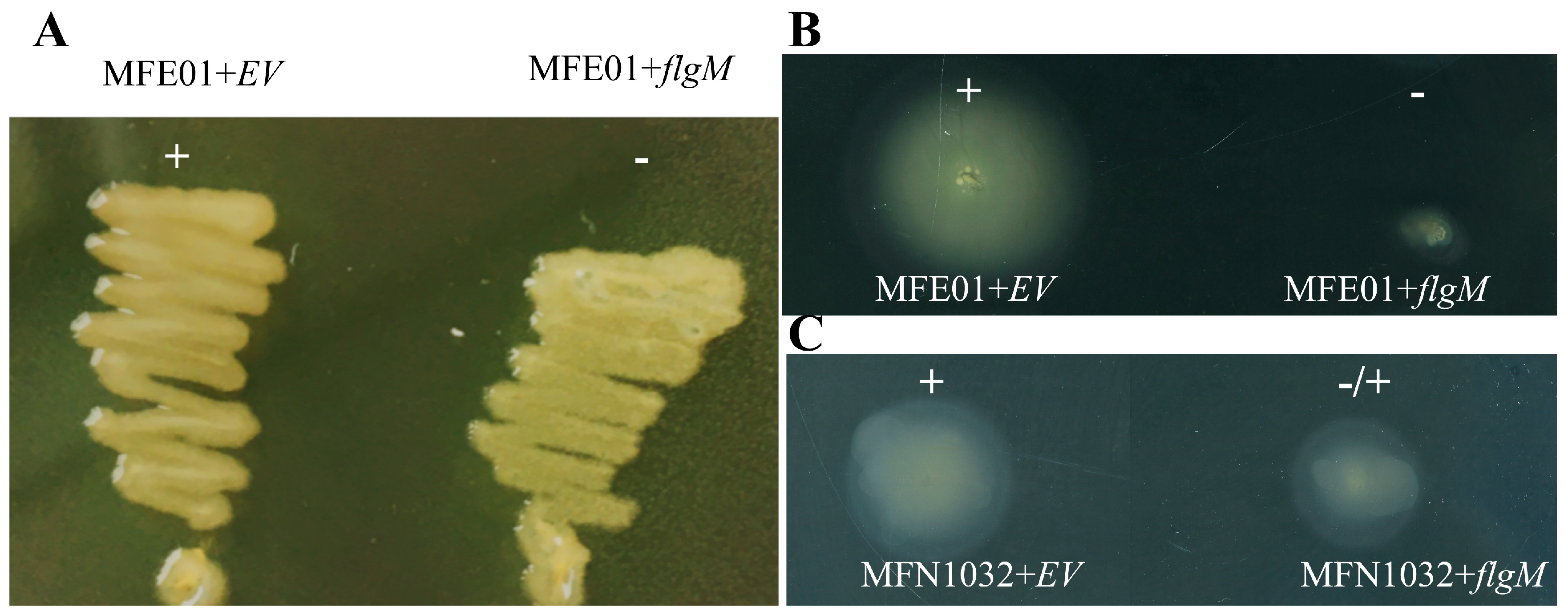 Microorganisms 08 00622 g008
