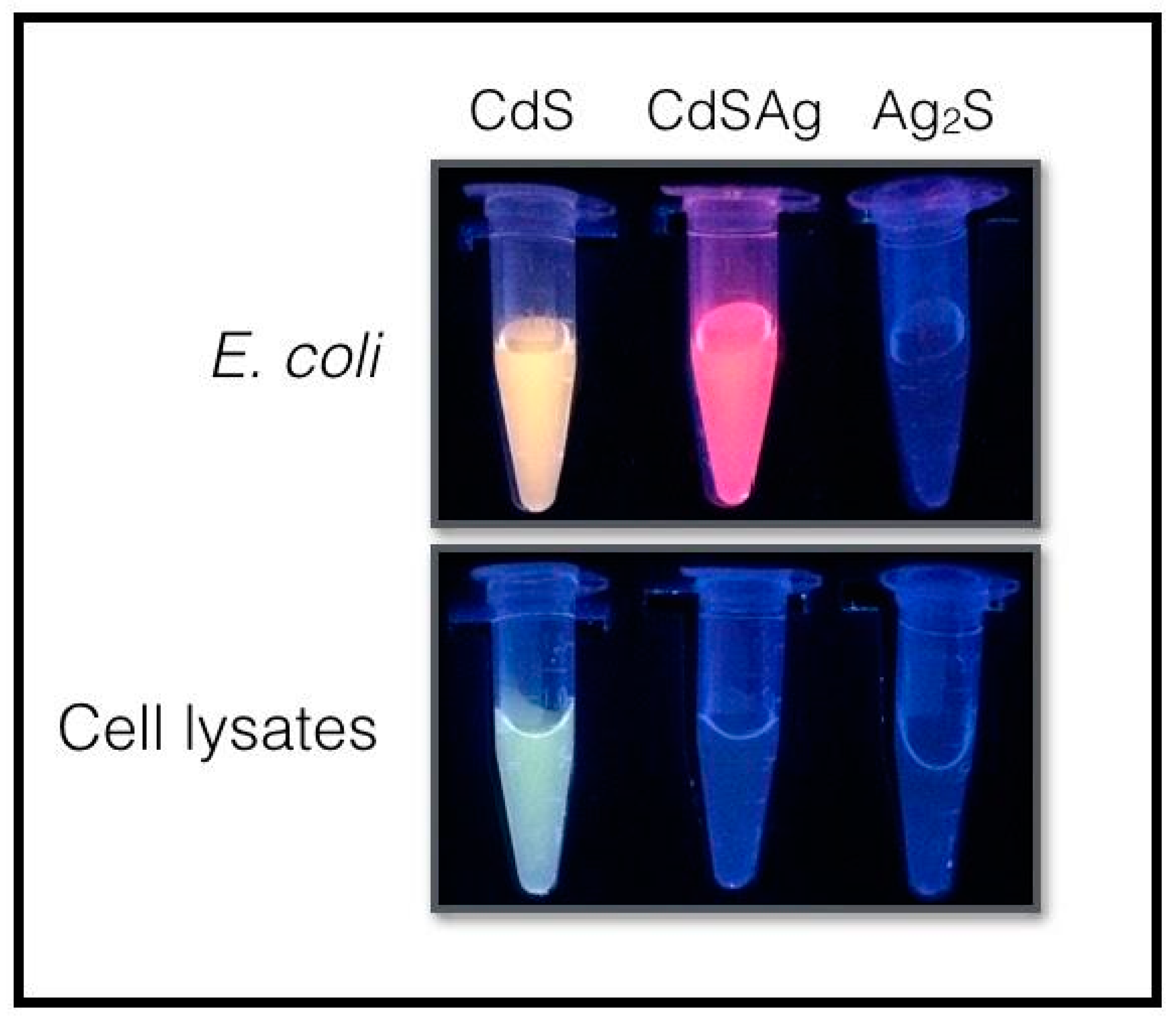 Microorganisms 08 00631 g006 Microorganisms 08 00631 g006