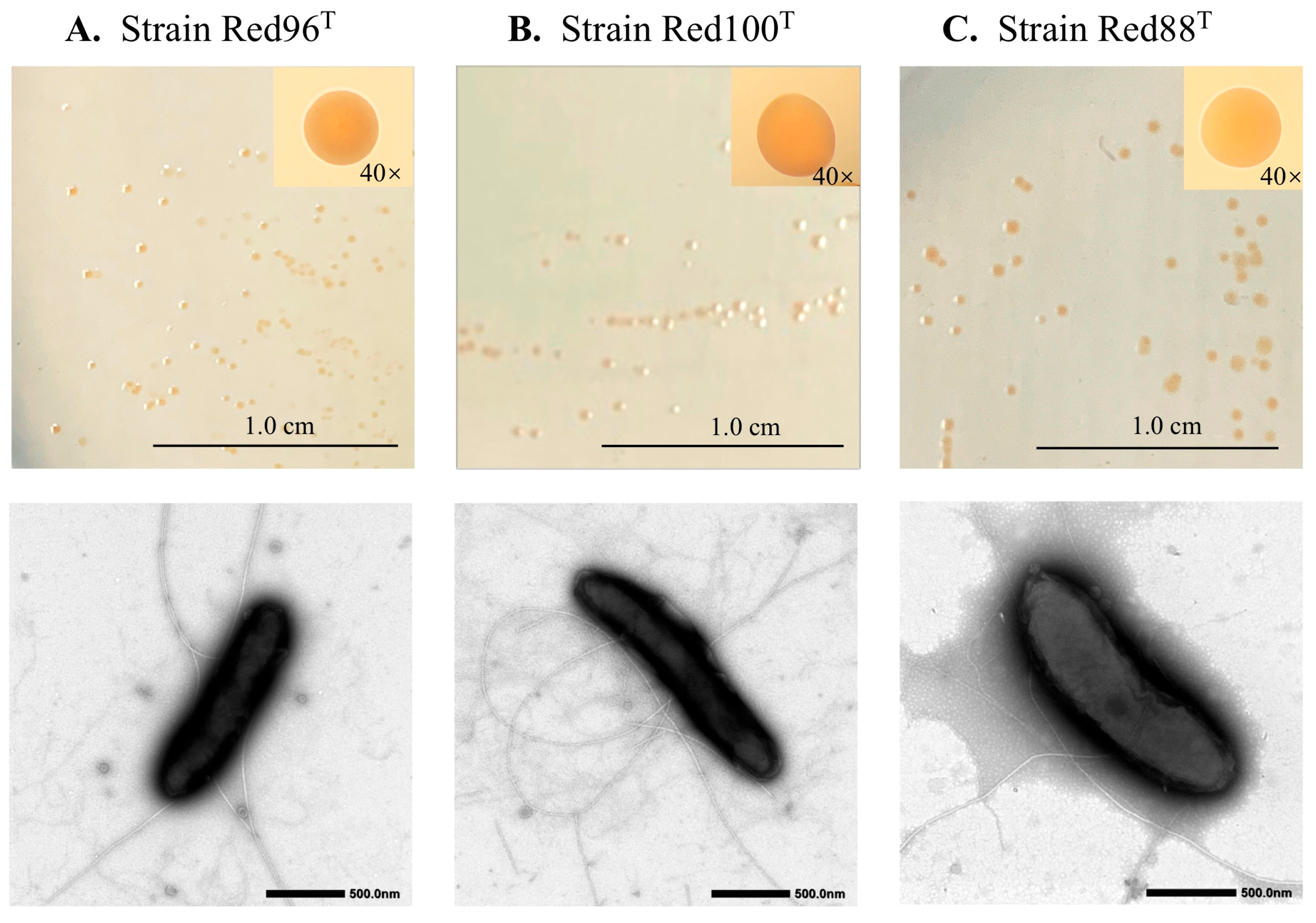 Microorganisms 08 00634 g001