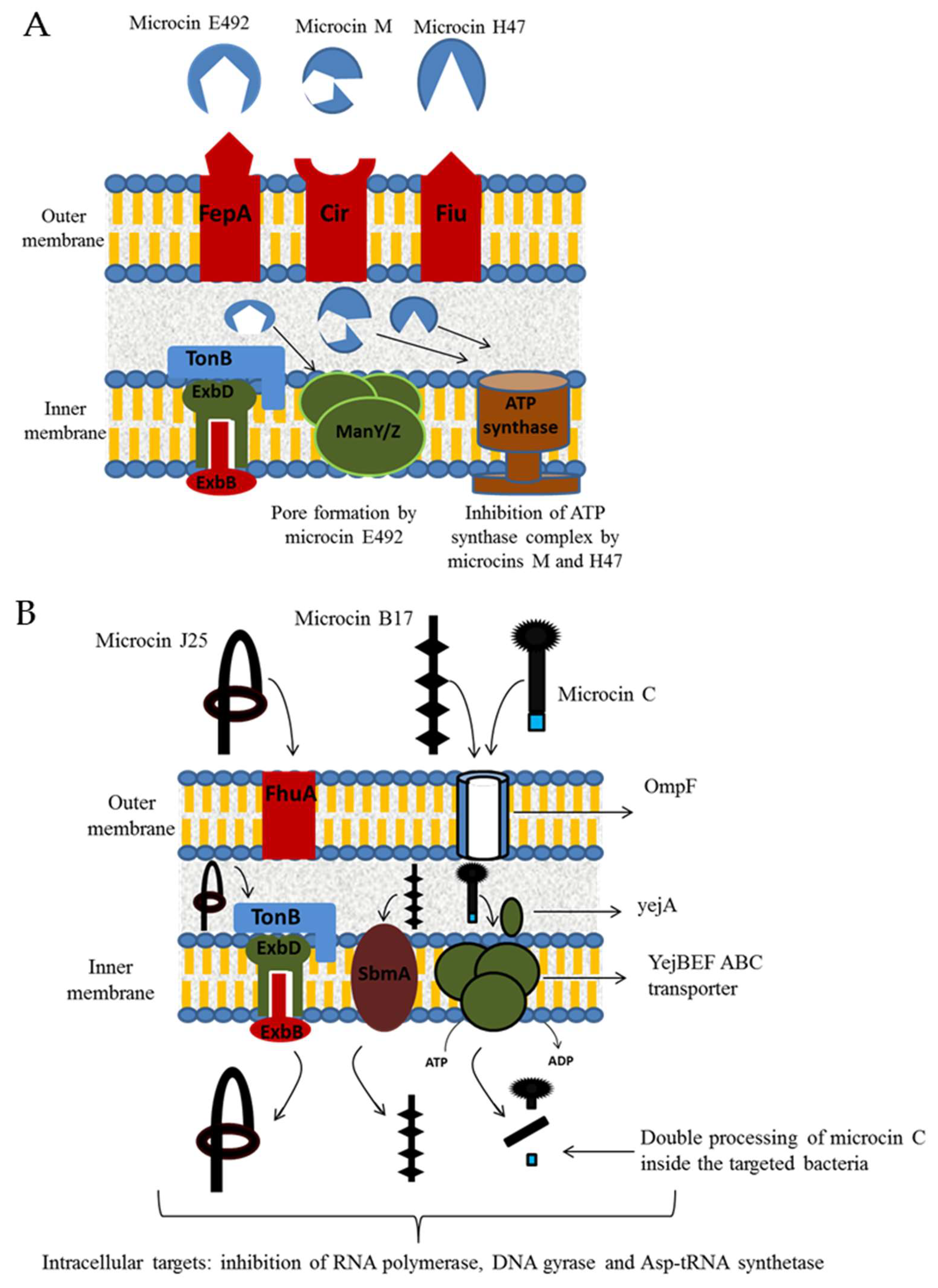 Microorganisms 08 00639 g005