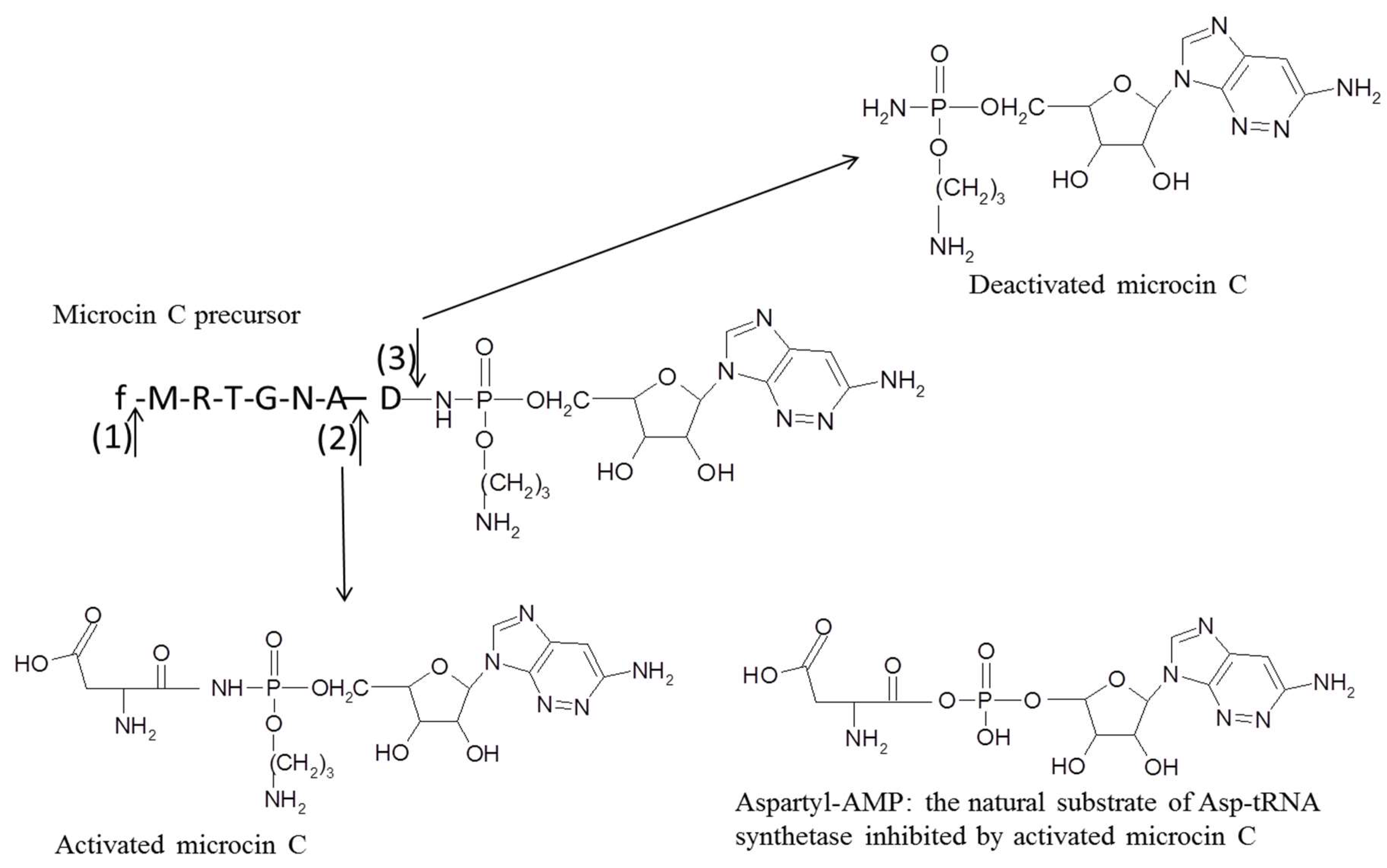 Microorganisms 08 00639 g006
