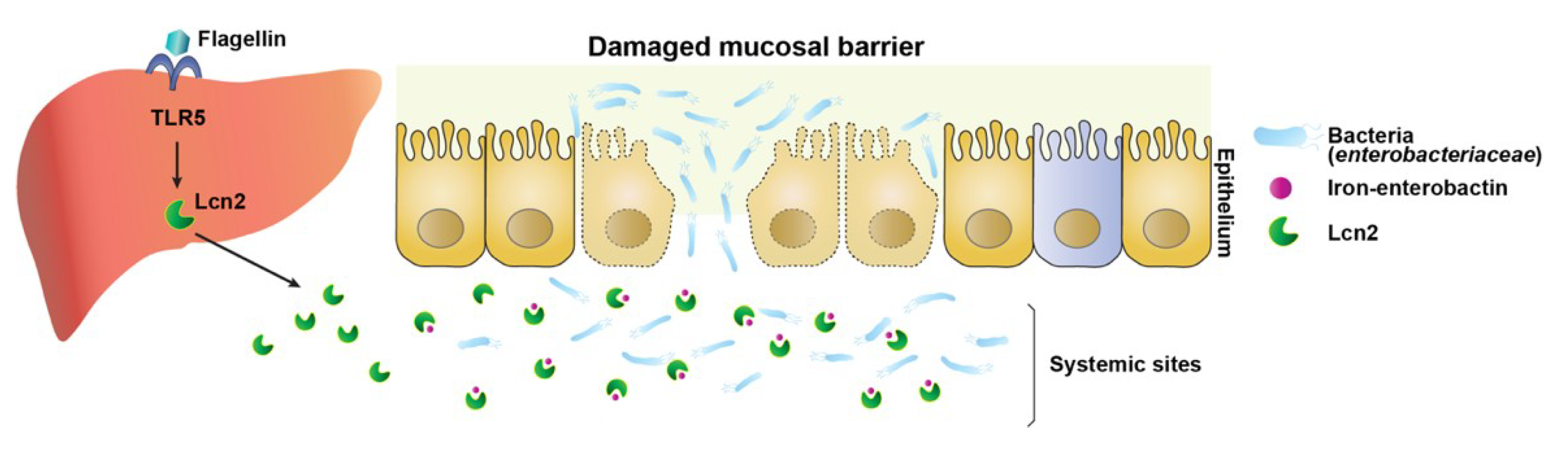 Microorganisms 08 00646 g005