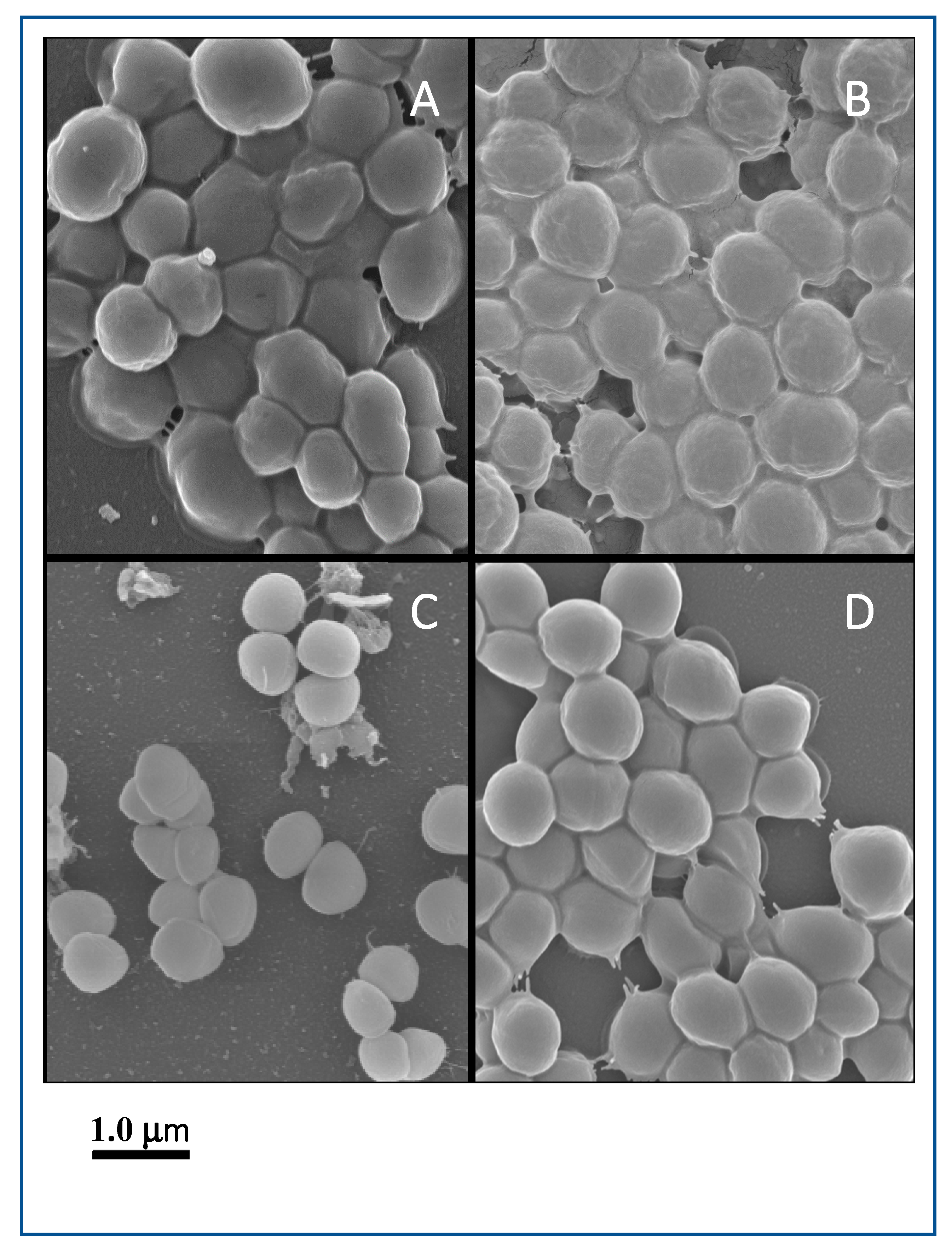 Microorganisms 08 00659 g006 Microorganisms 08 00659 g006