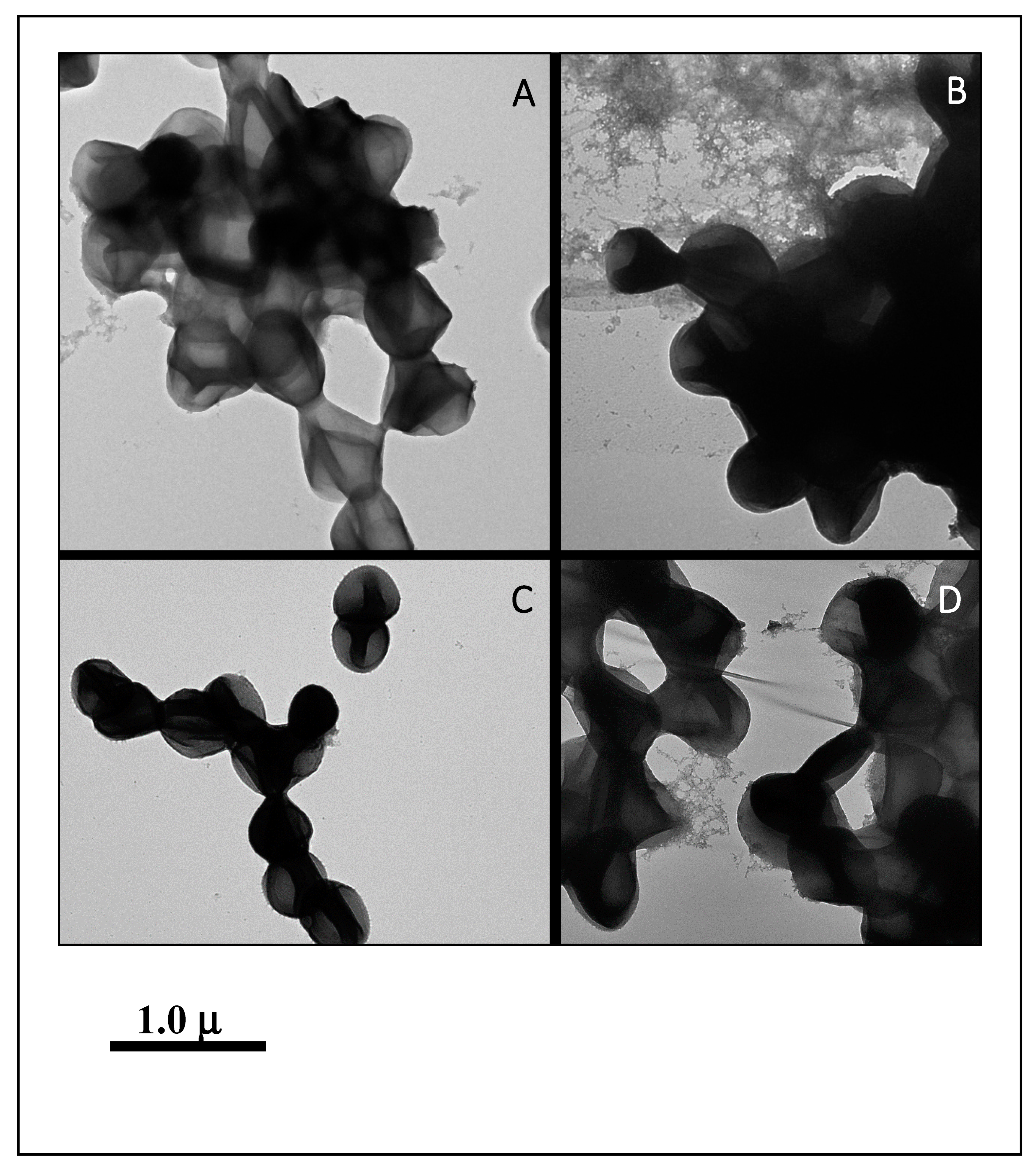 Microorganisms 08 00659 g007 Microorganisms 08 00659 g007