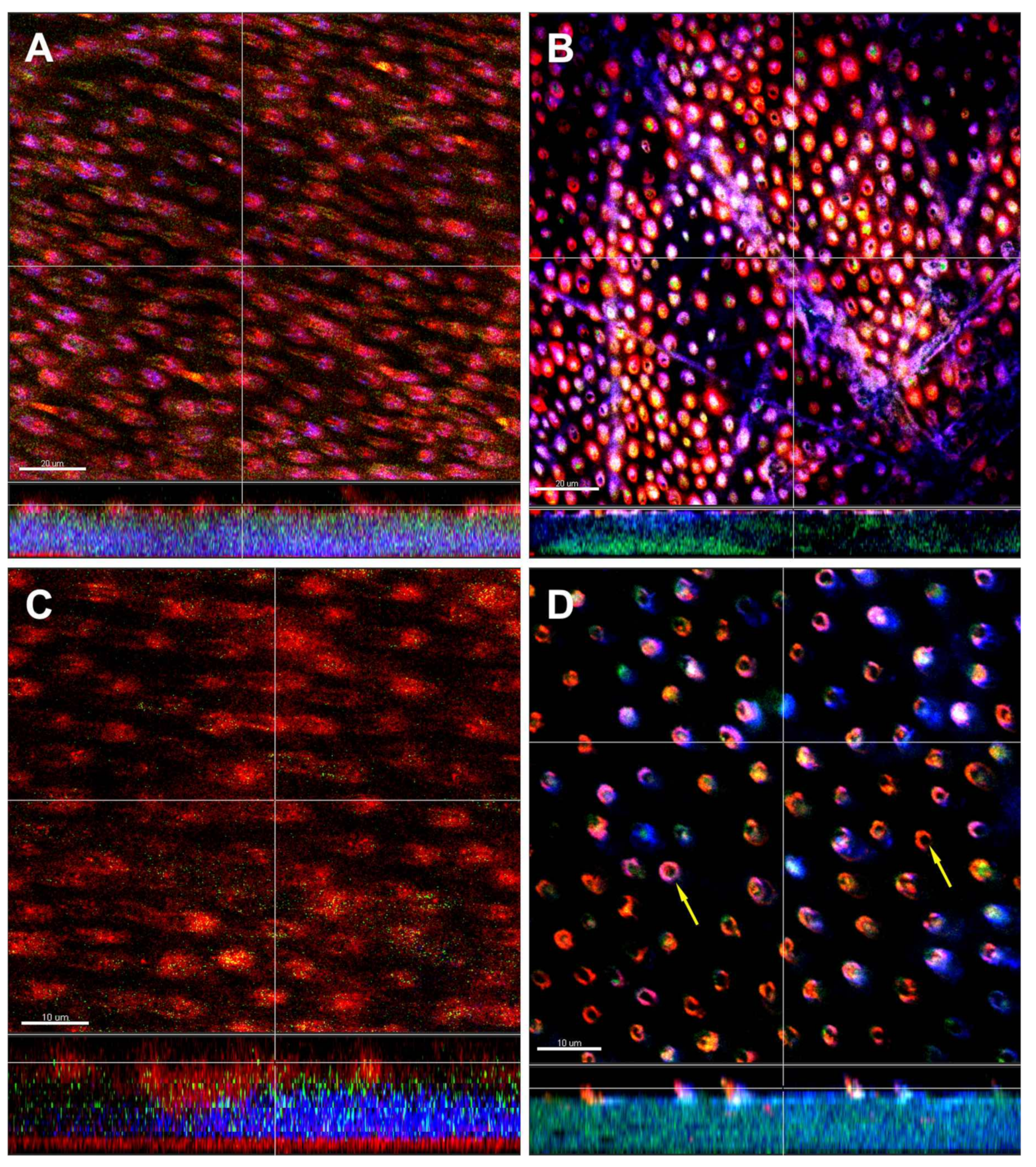 Microorganisms 08 00674 g006 Microorganisms 08 00674 g006