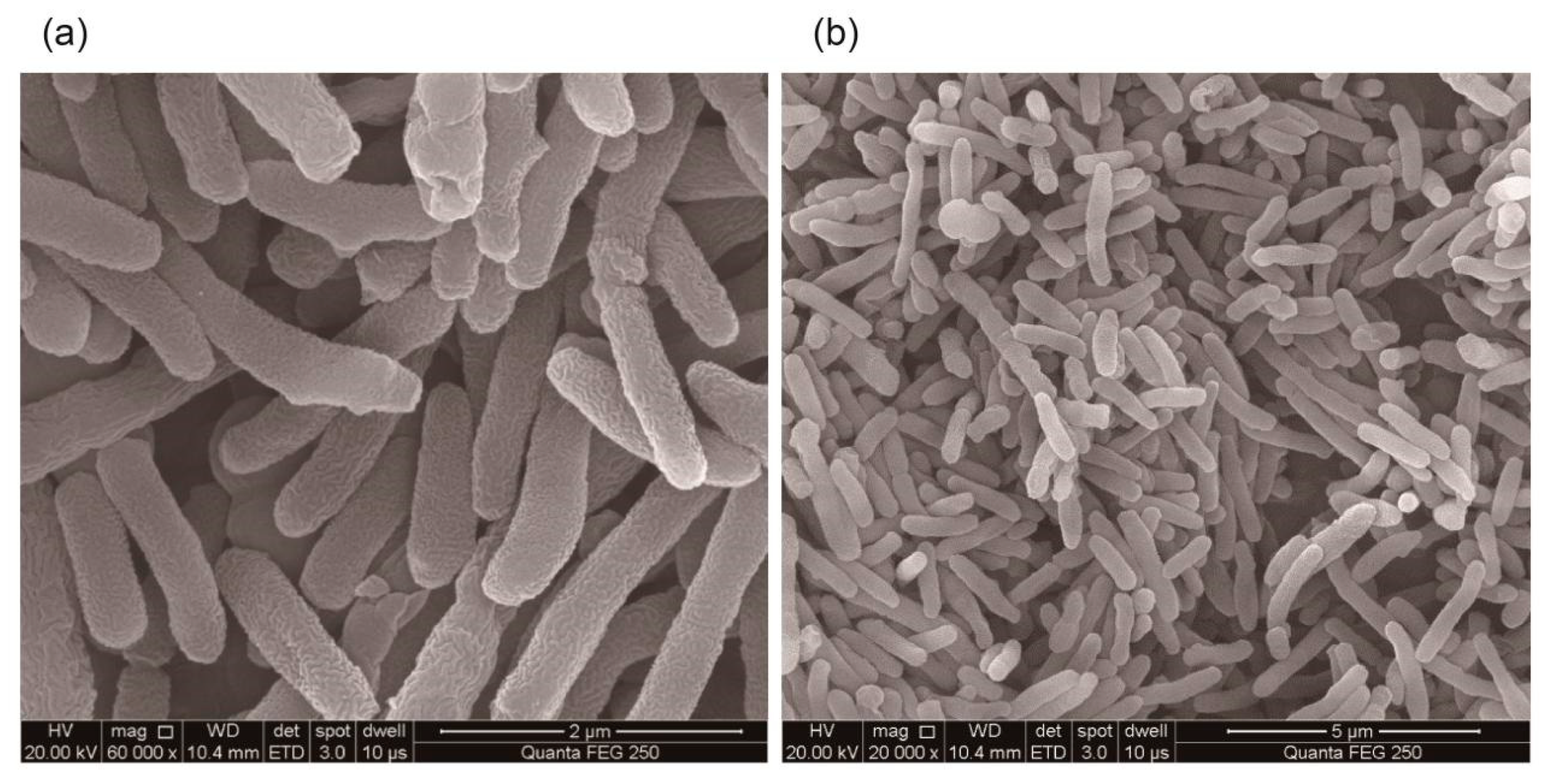 Microorganisms 08 00716 g002