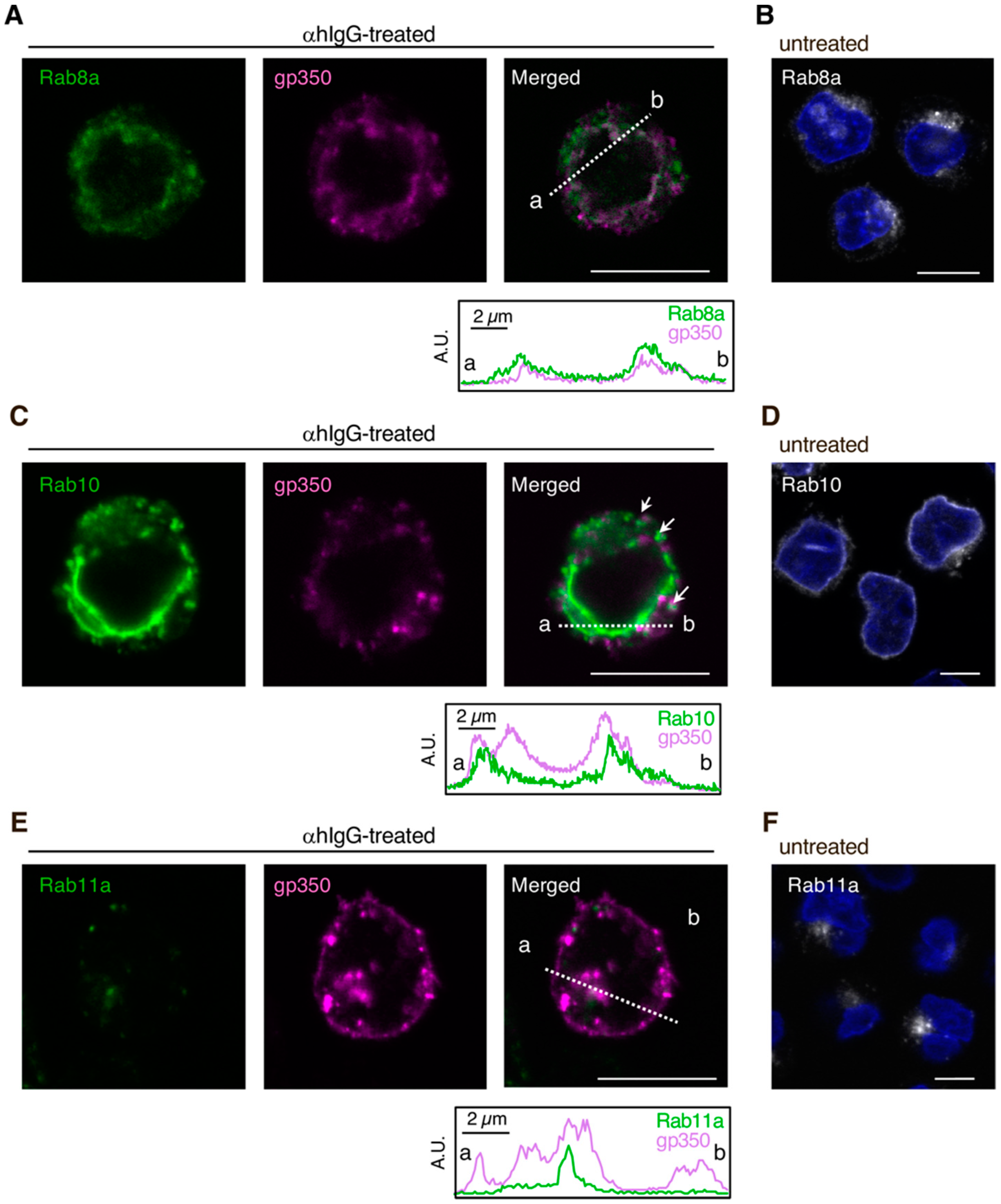 Microorganisms 08 00729 g001