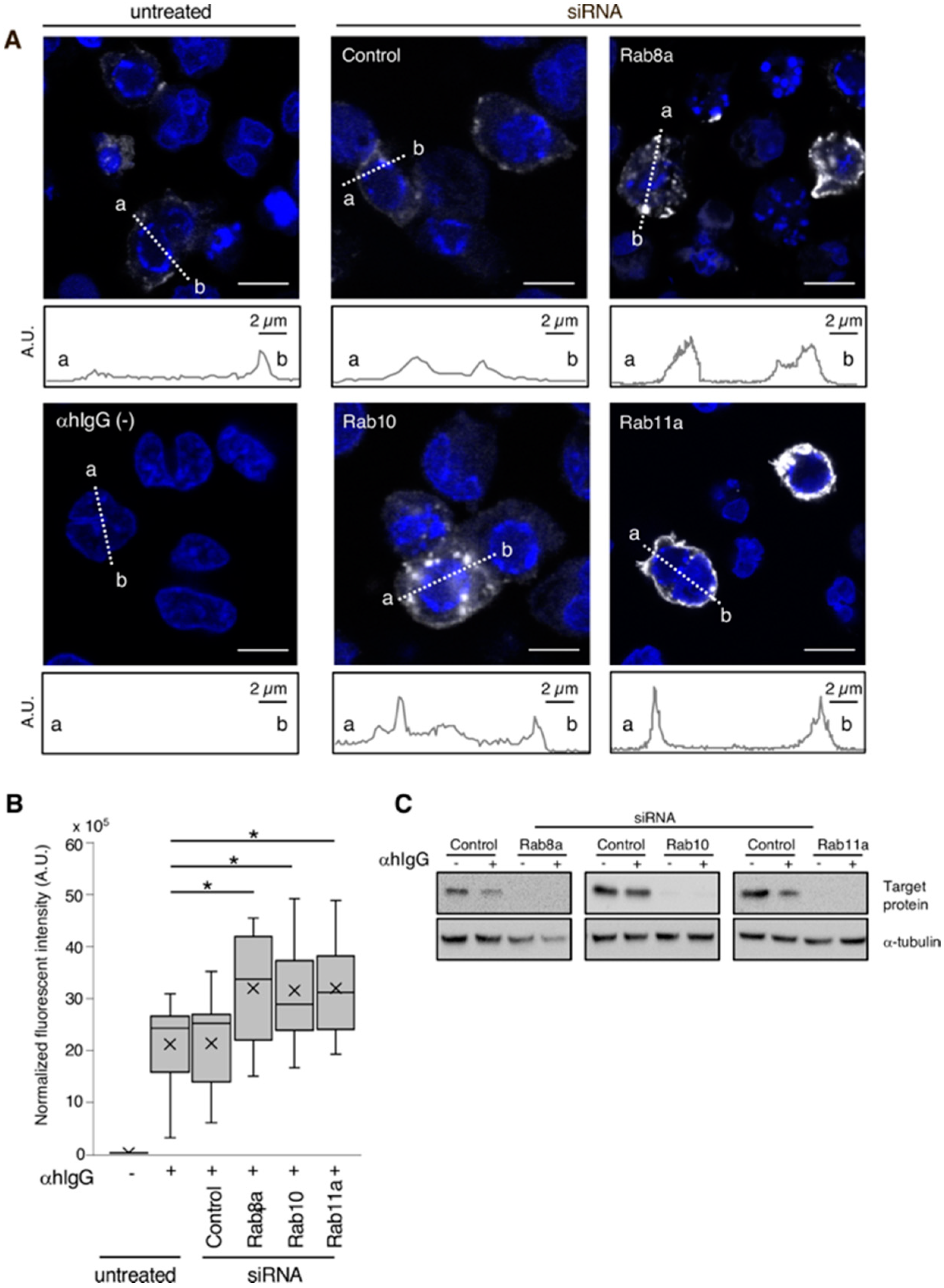 Microorganisms 08 00729 g002