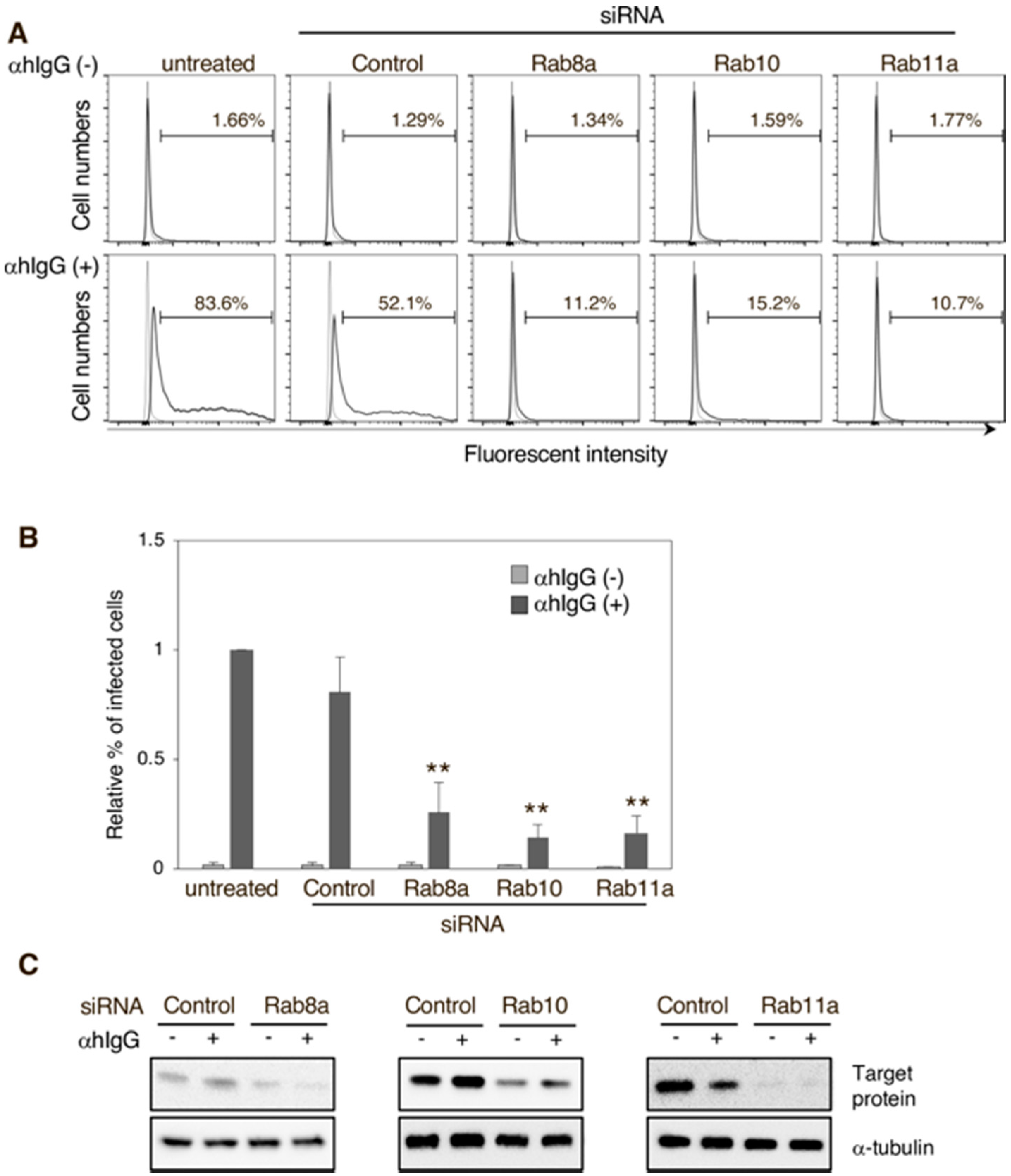 Microorganisms 08 00729 g004