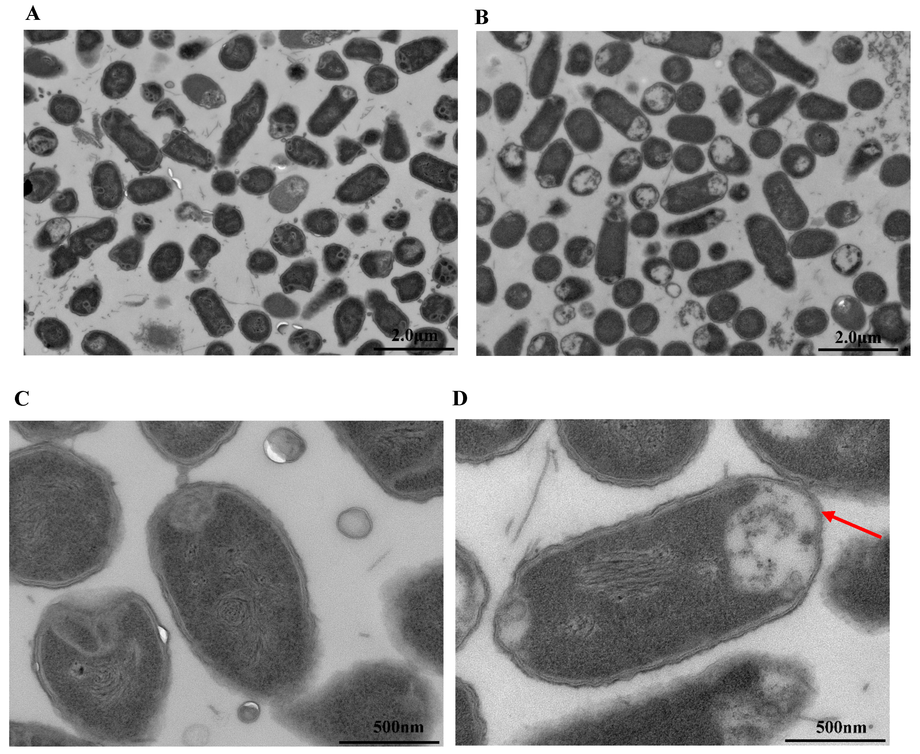 Microorganisms 08 00737 g008