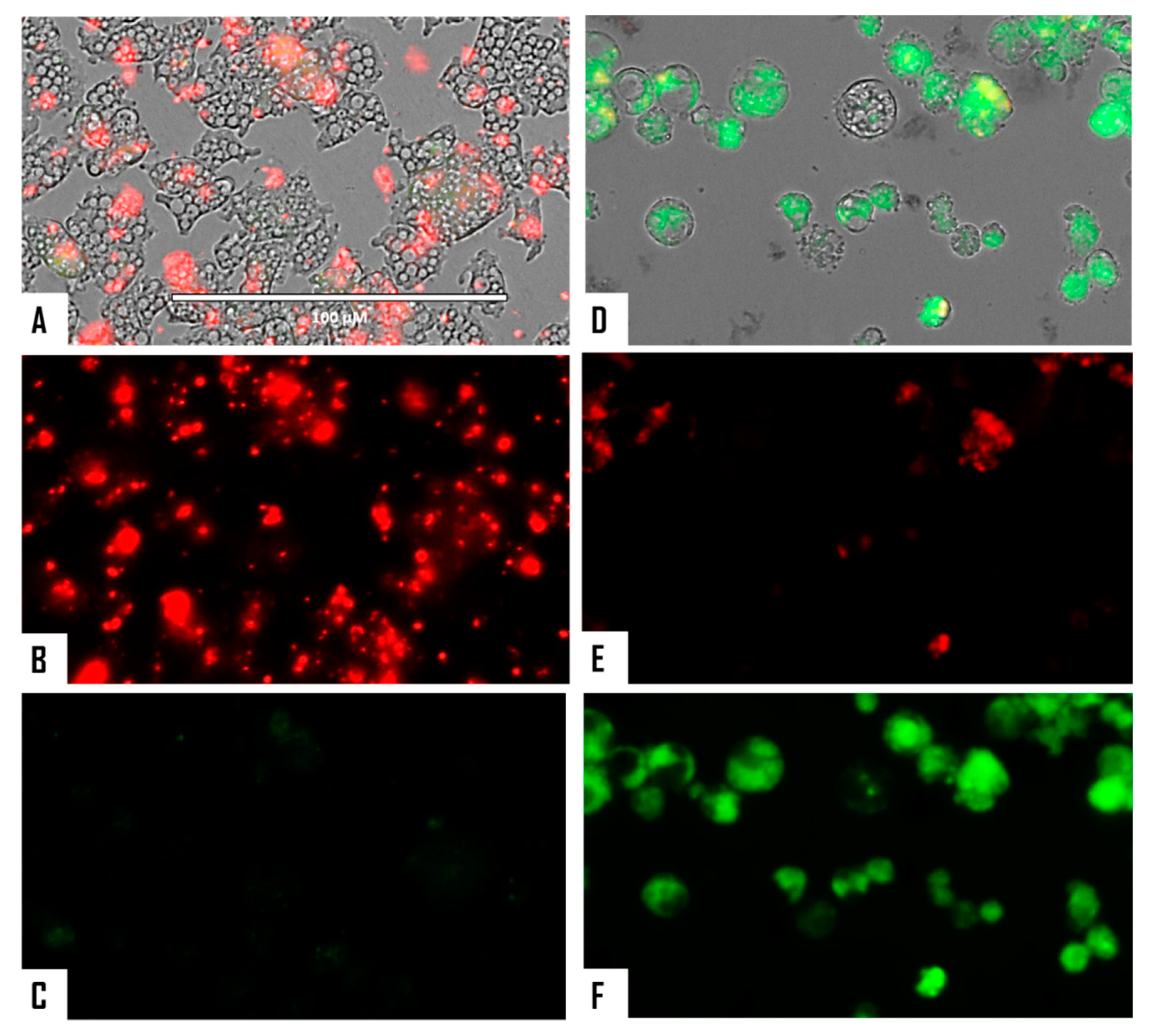 Microorganisms 08 00789 g006