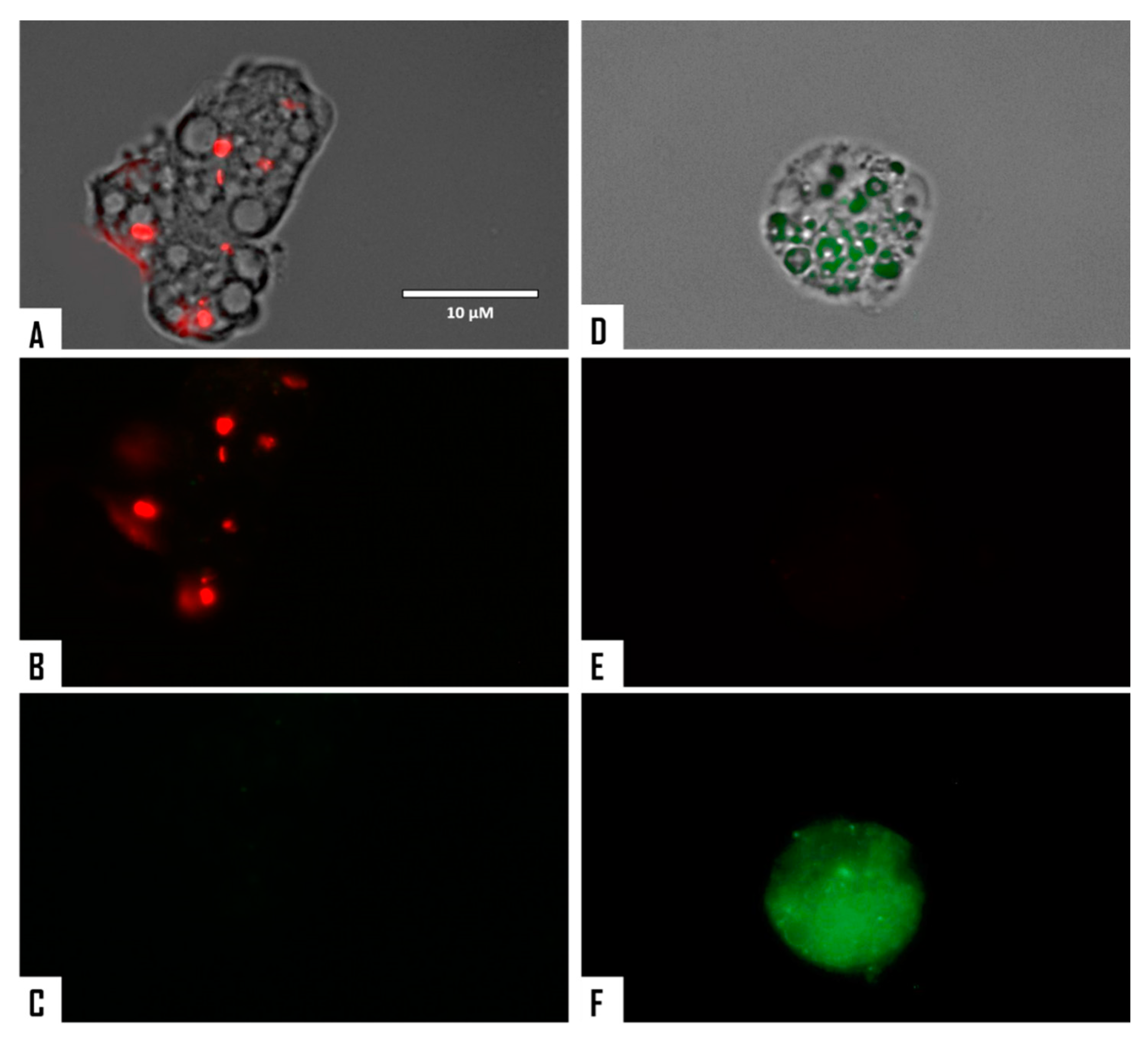 Microorganisms 08 00789 g007